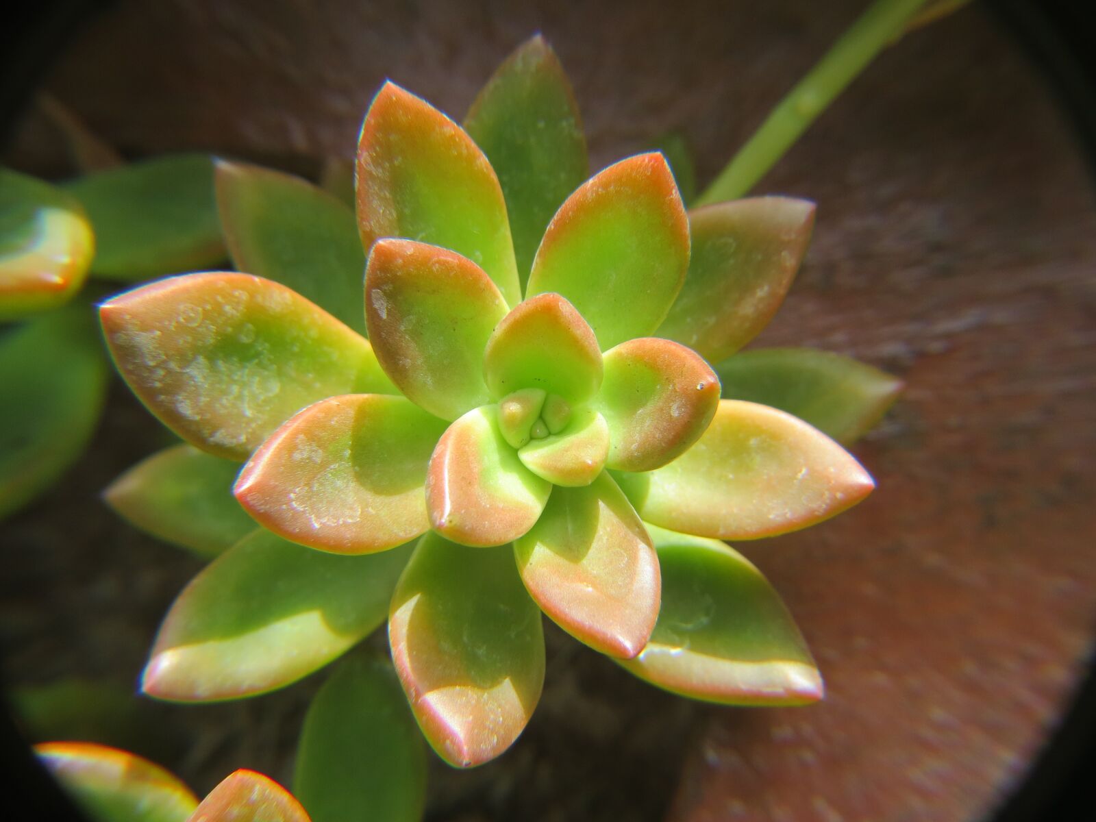 Canon PowerShot SX50 HS sample photo. Cactus, green, succulent photography