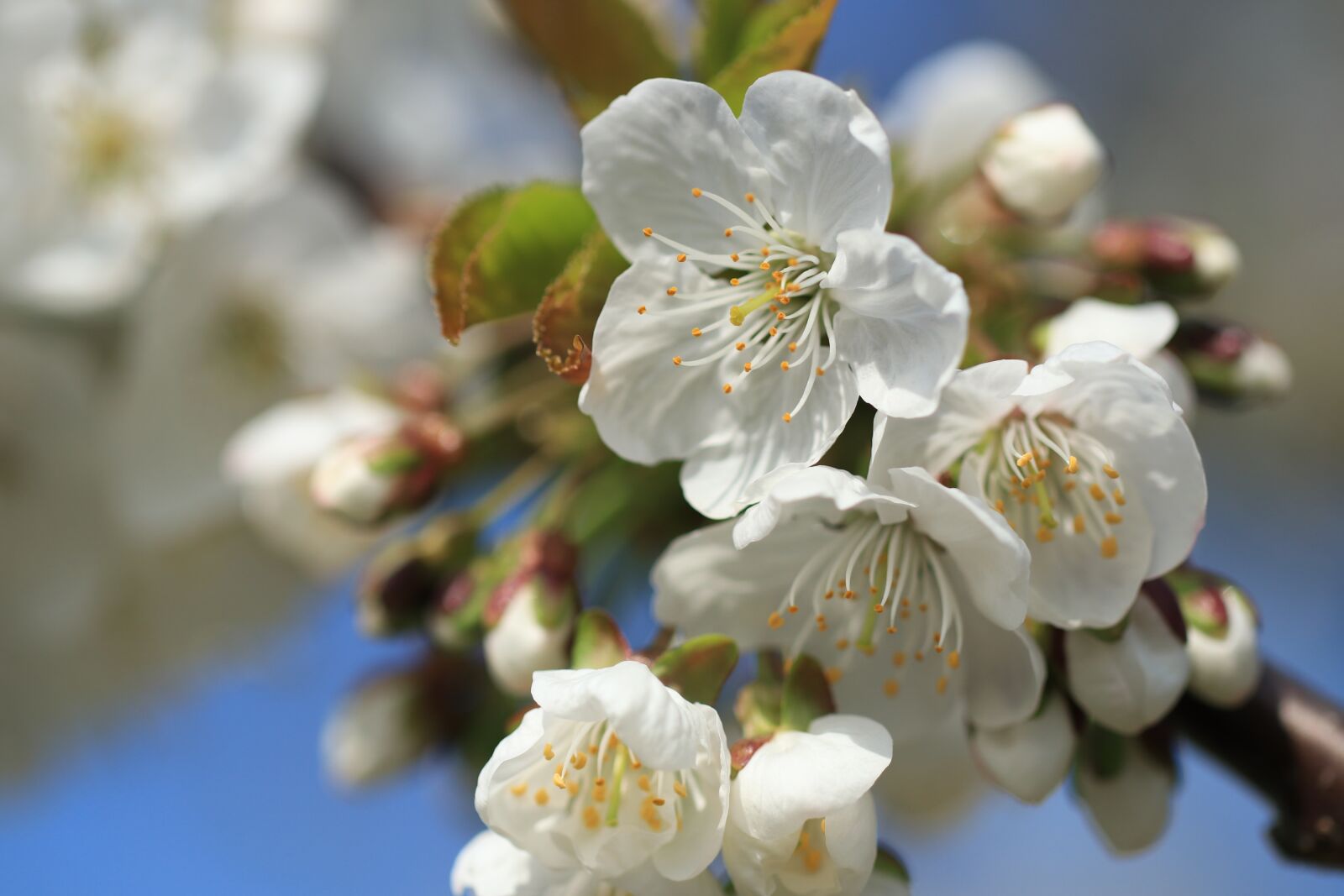 Canon EF 100mm F2.8L Macro IS USM sample photo. Cherry tree, cherry blossom photography