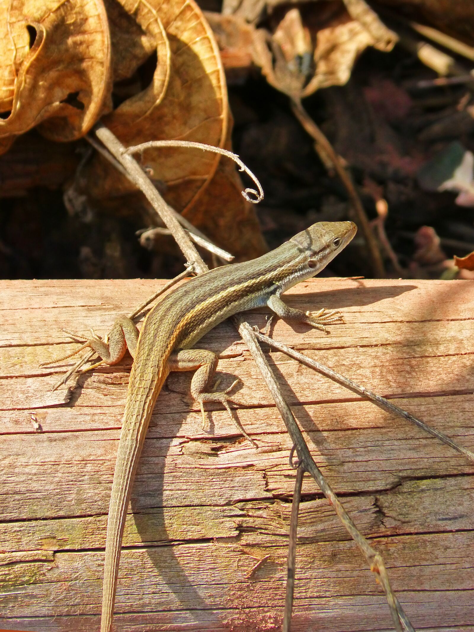 Panasonic DMC-FZ62 sample photo. Lizard, sargantana, trunk photography