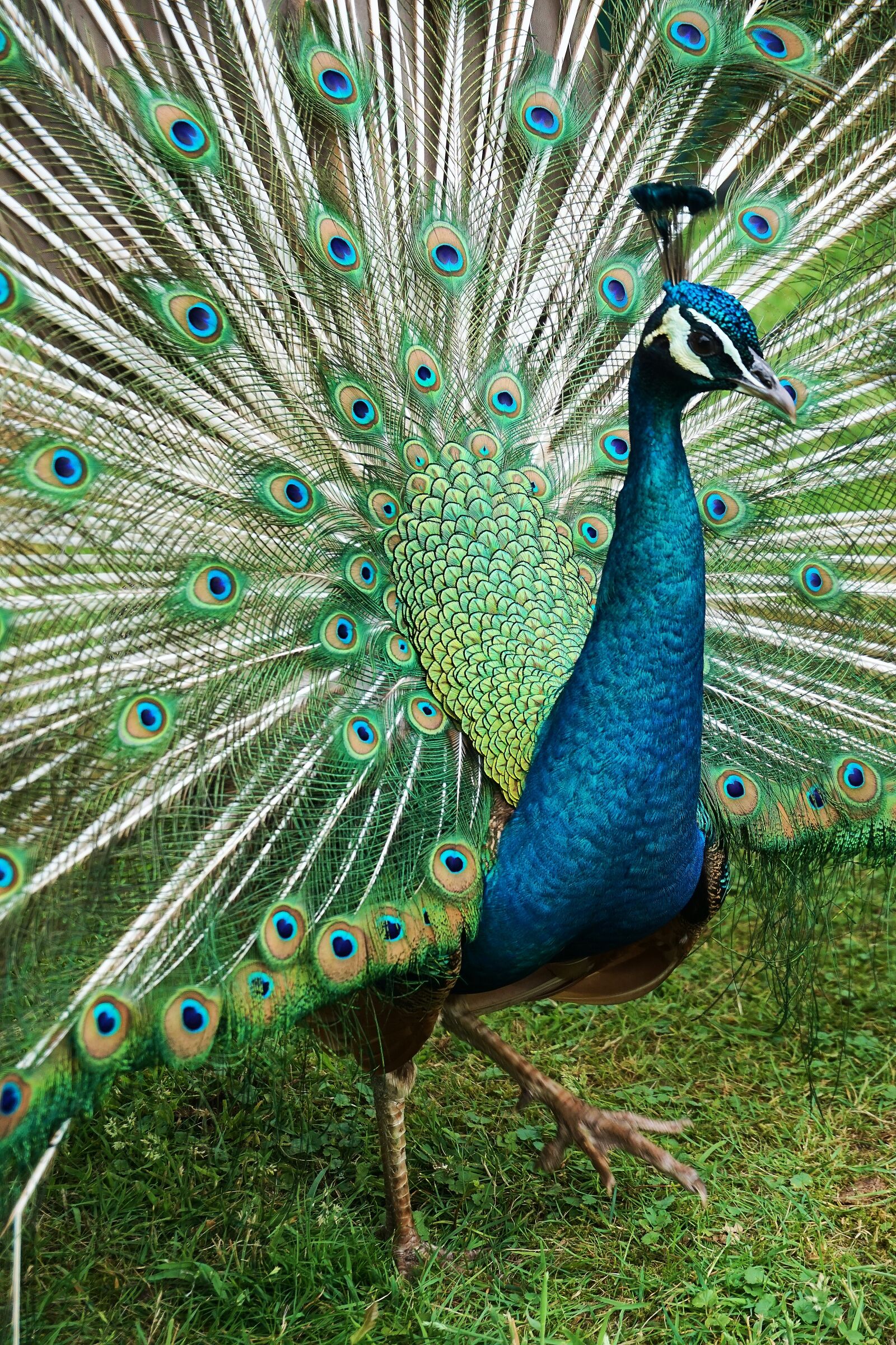 Sony a6000 sample photo. Peacock, bird, nature photography