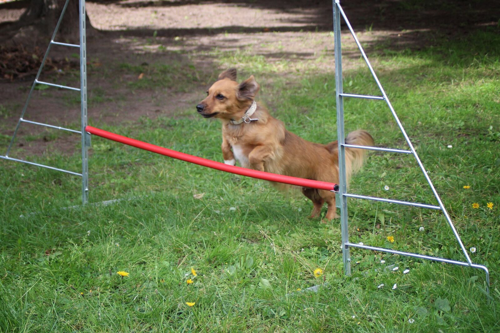 Canon EOS 600D (Rebel EOS T3i / EOS Kiss X5) sample photo. Small dog, dog, hurdle photography