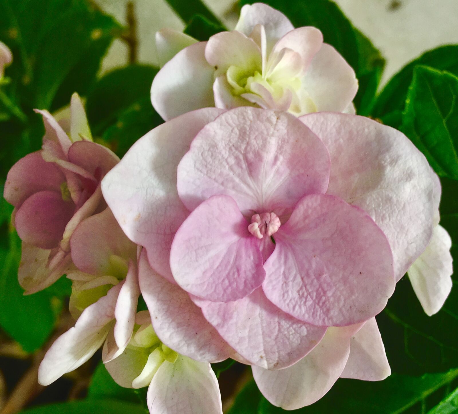 Apple iPhone 6s Plus sample photo. Pink flower, pink petals photography