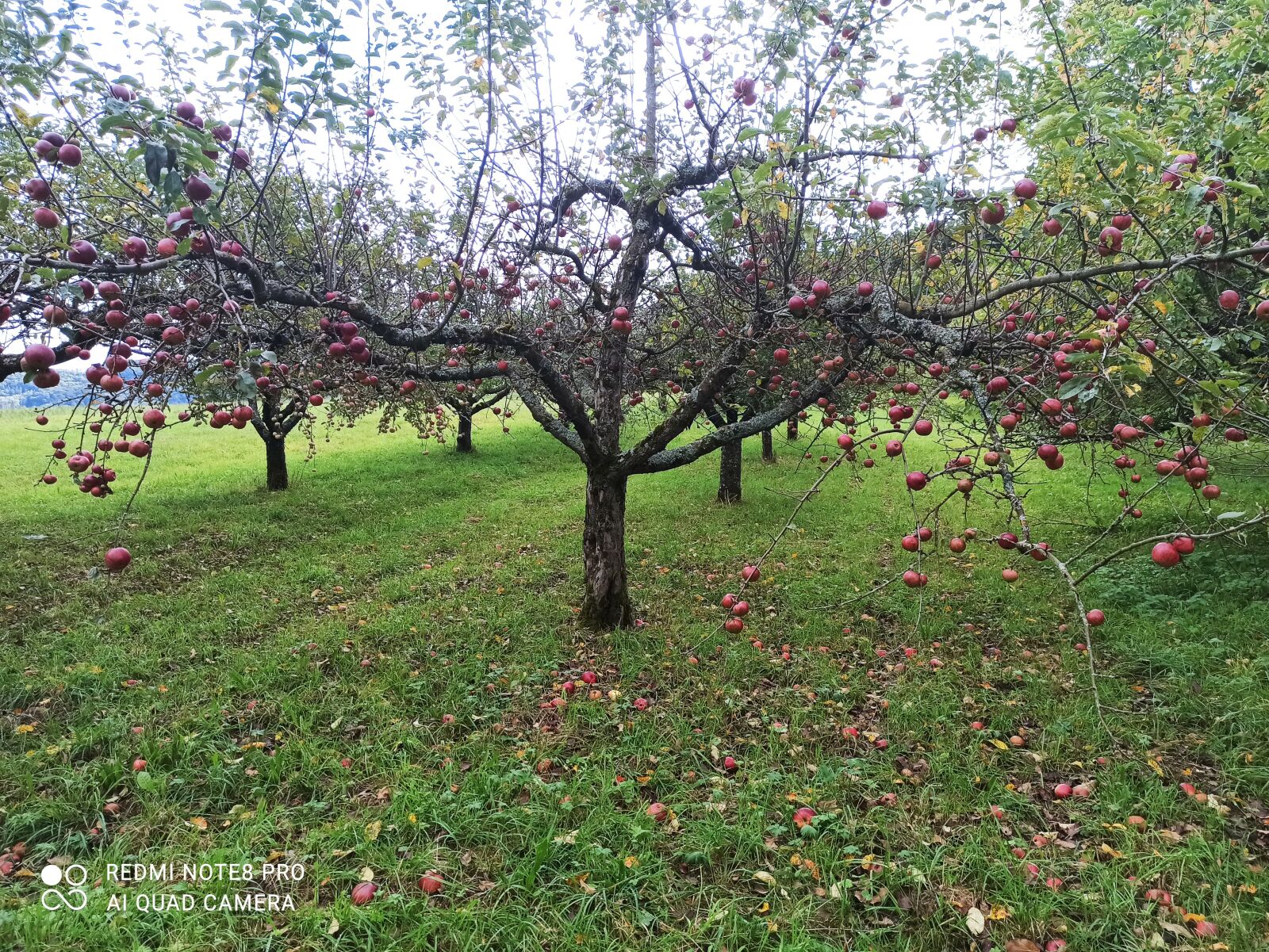 Xiaomi Redmi Note 8 Pro sample photo. Nature, garden, tree photography
