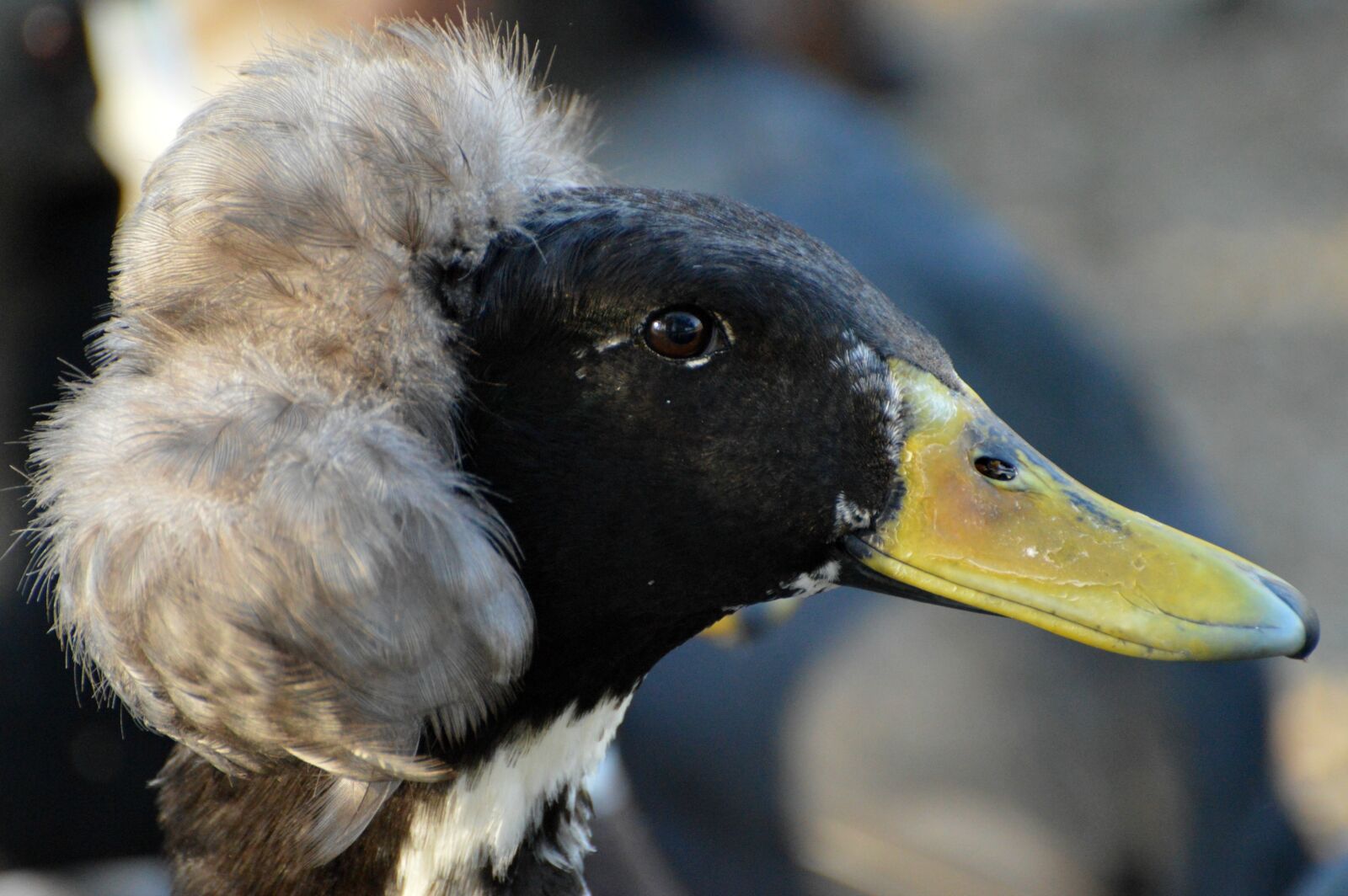 Nikon D3200 sample photo. Duck, crested duck, nature photography