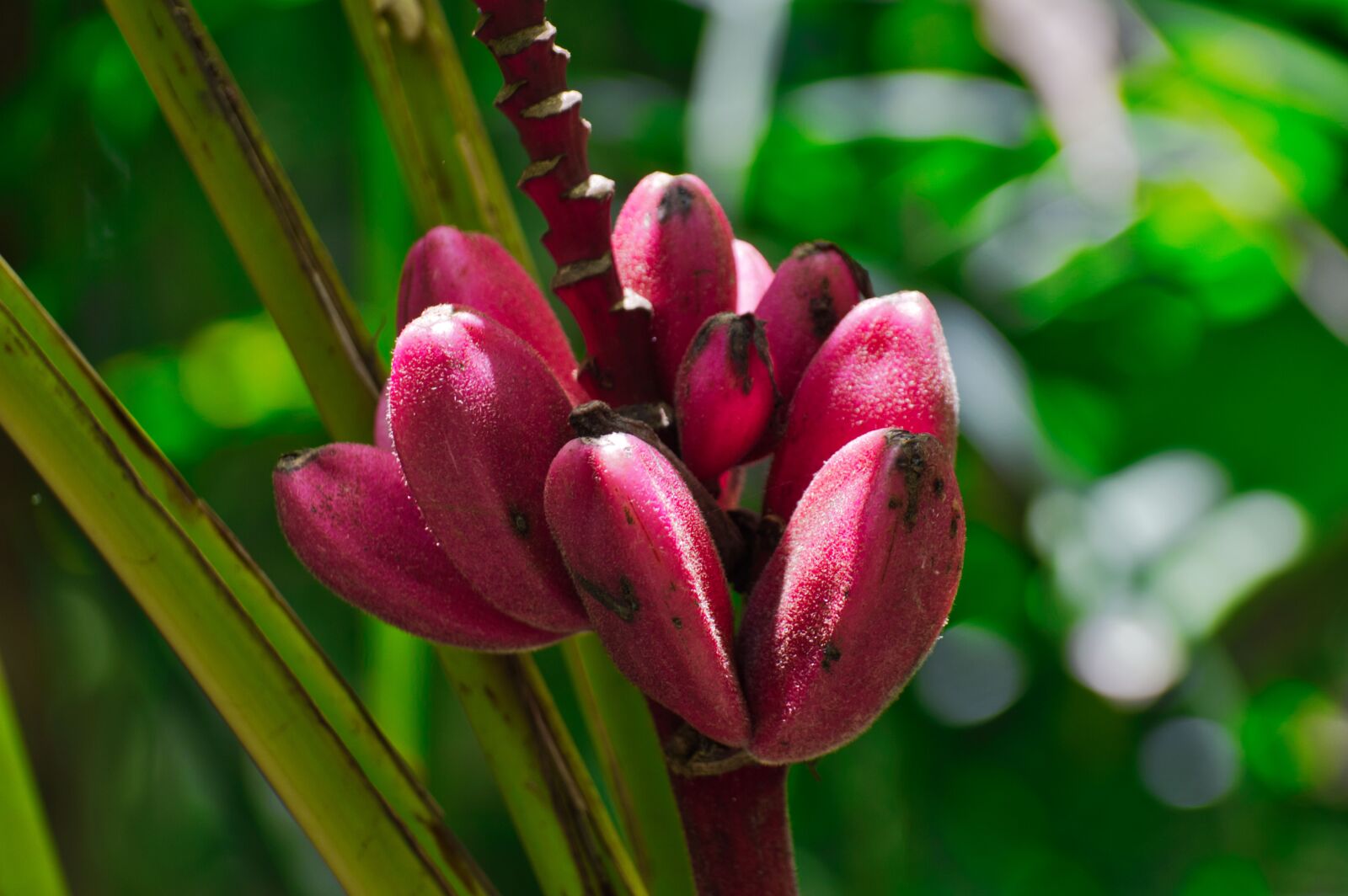 Nikon D3200 sample photo. Cartago, costa rica, platanillo photography