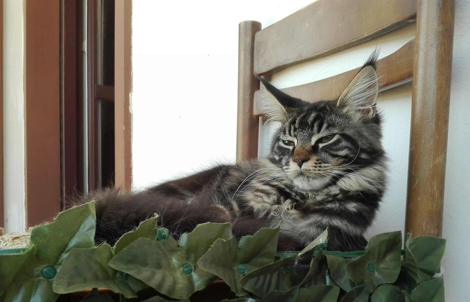 HUAWEI P8 Lite sample photo. Mainecoon, sleeping cats, cat photography