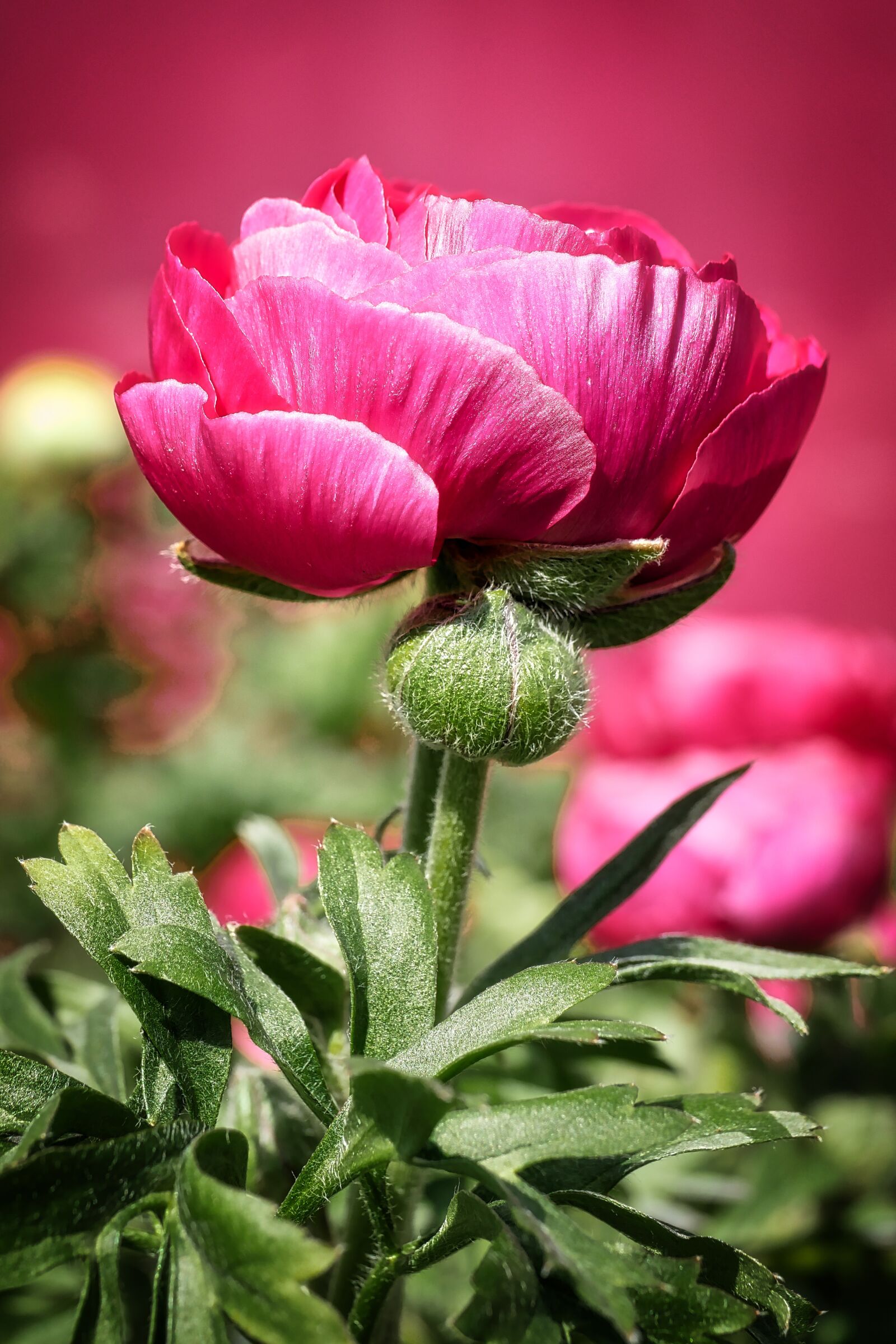 Panasonic Lumix DMC-GX8 sample photo. Flower, nature, plant photography