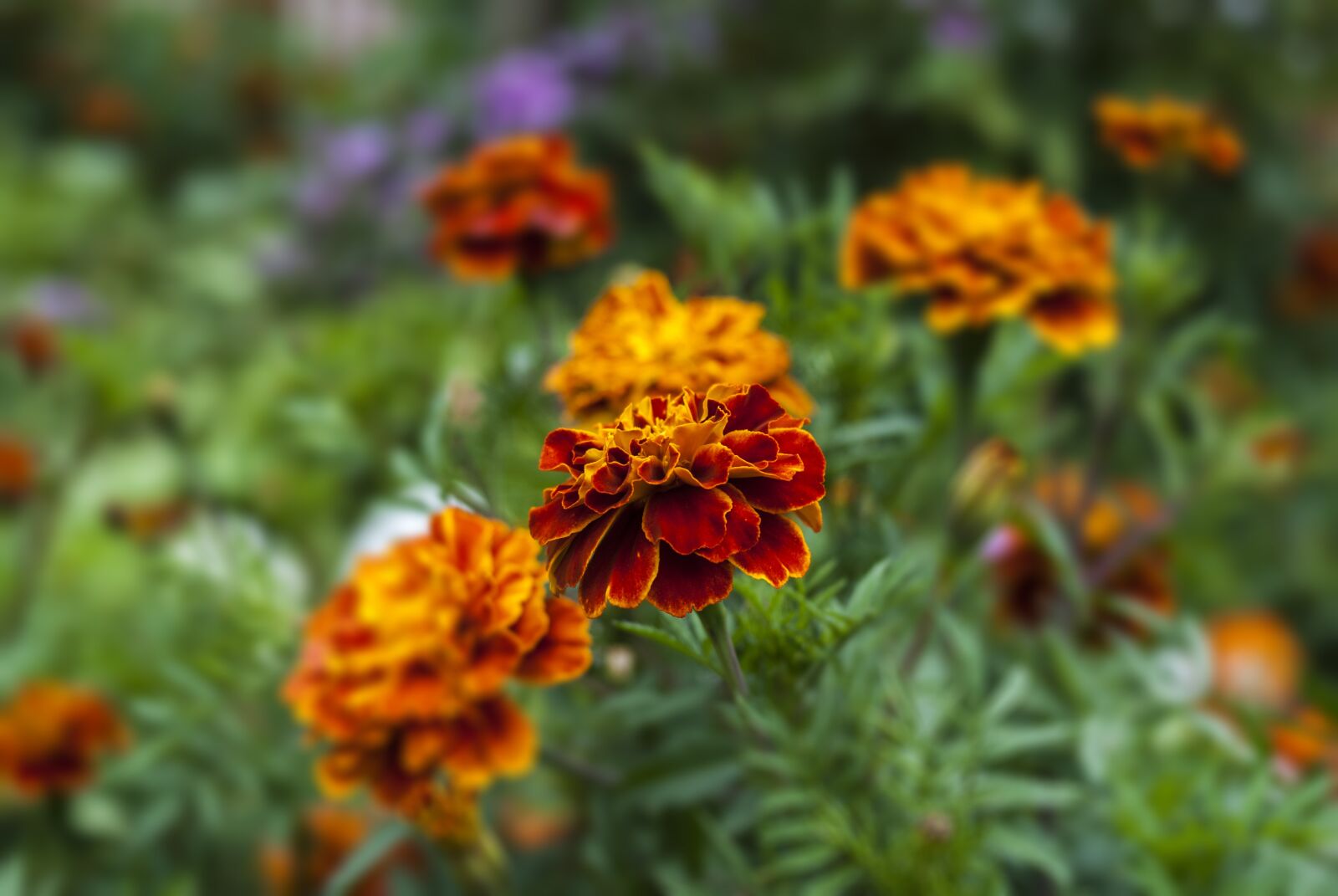 Nikon D60 sample photo. Thinking, nature, flower photography