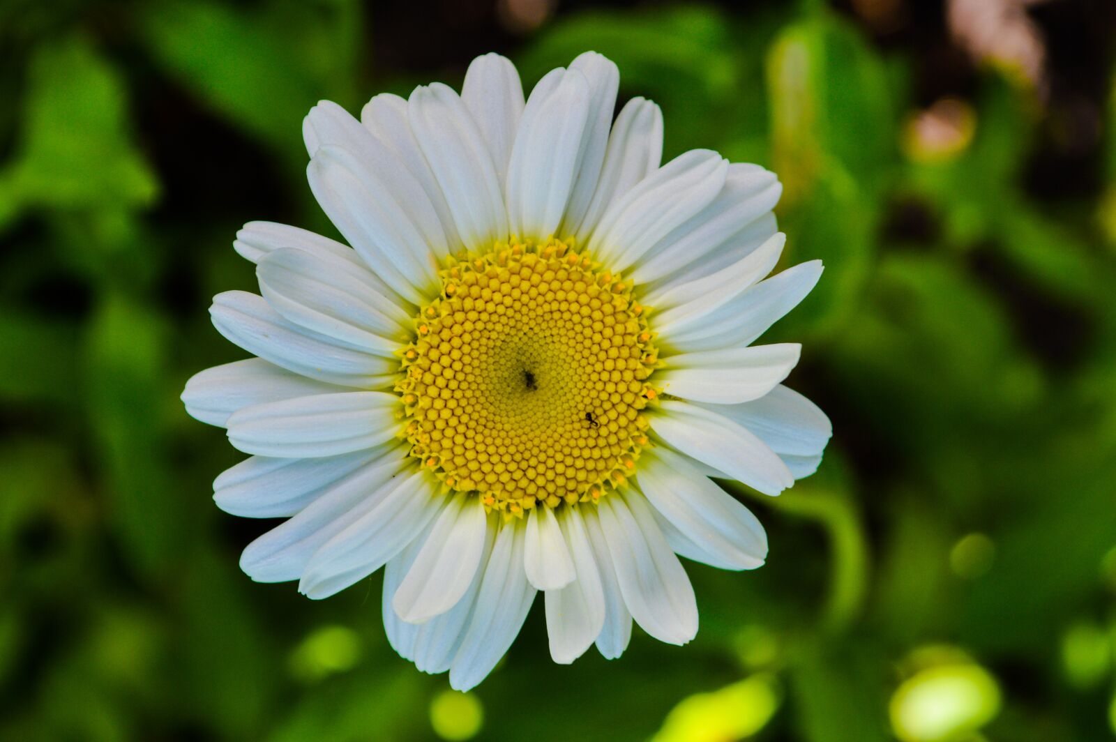 Nikon D3200 sample photo. Chamomile, flowers, meadow photography