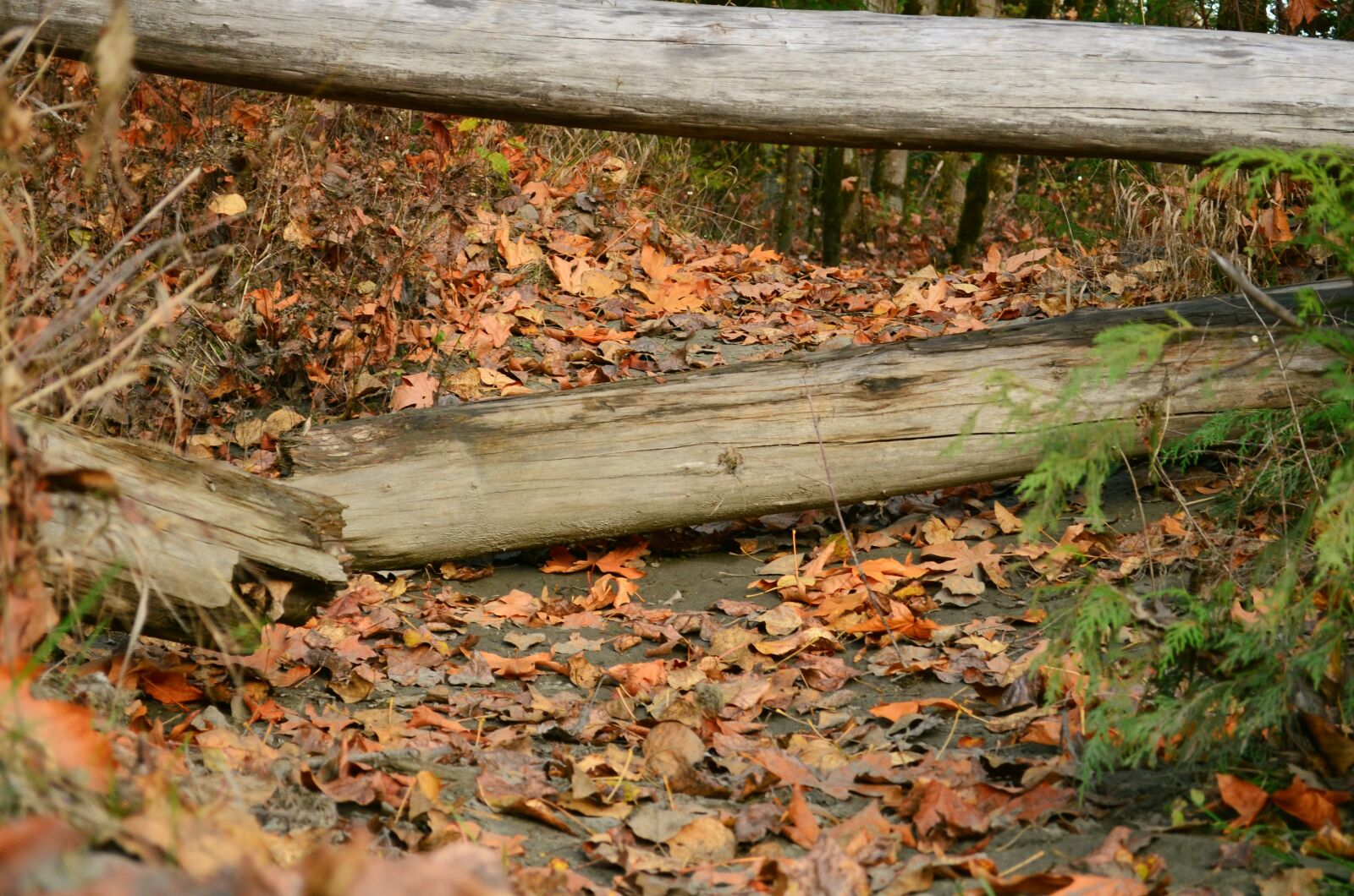 Nikon D5100 sample photo. Forest, fall, path photography