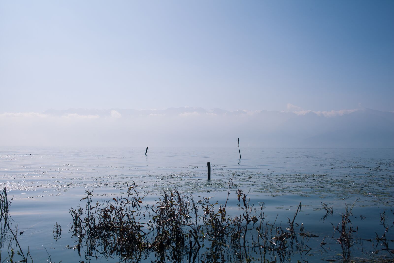 Canon EF 35mm F2 sample photo. Erhai lake, aquatic plants photography