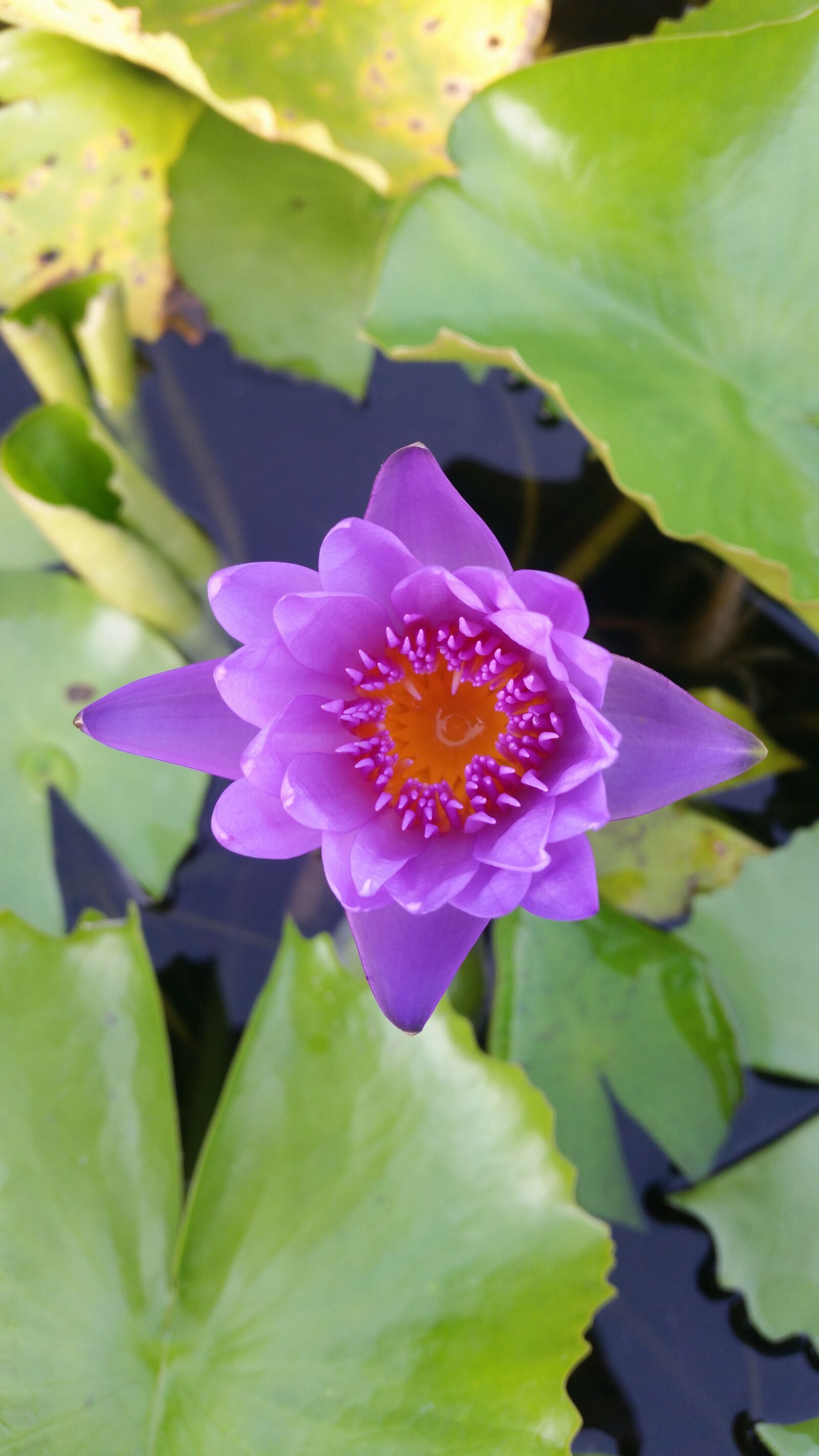Samsung Galaxy S5 sample photo. Lotus, wood decor, home photography