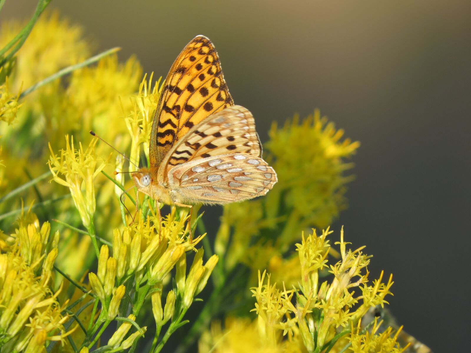 Canon PowerShot SX50 HS sample photo. Fritillary, orange, america photography