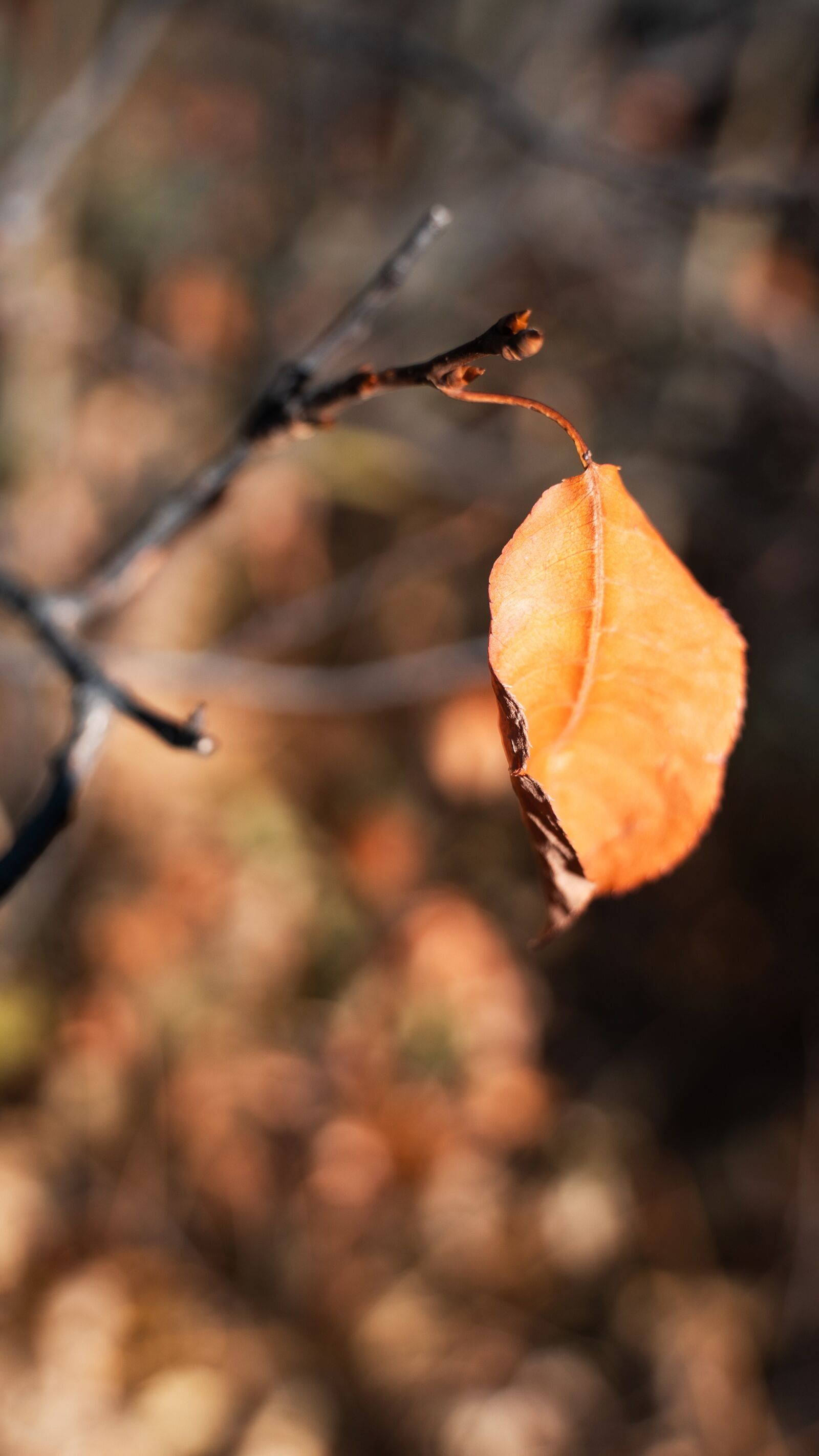 Sony a7R III sample photo. Fall, fall leaves, autumn photography