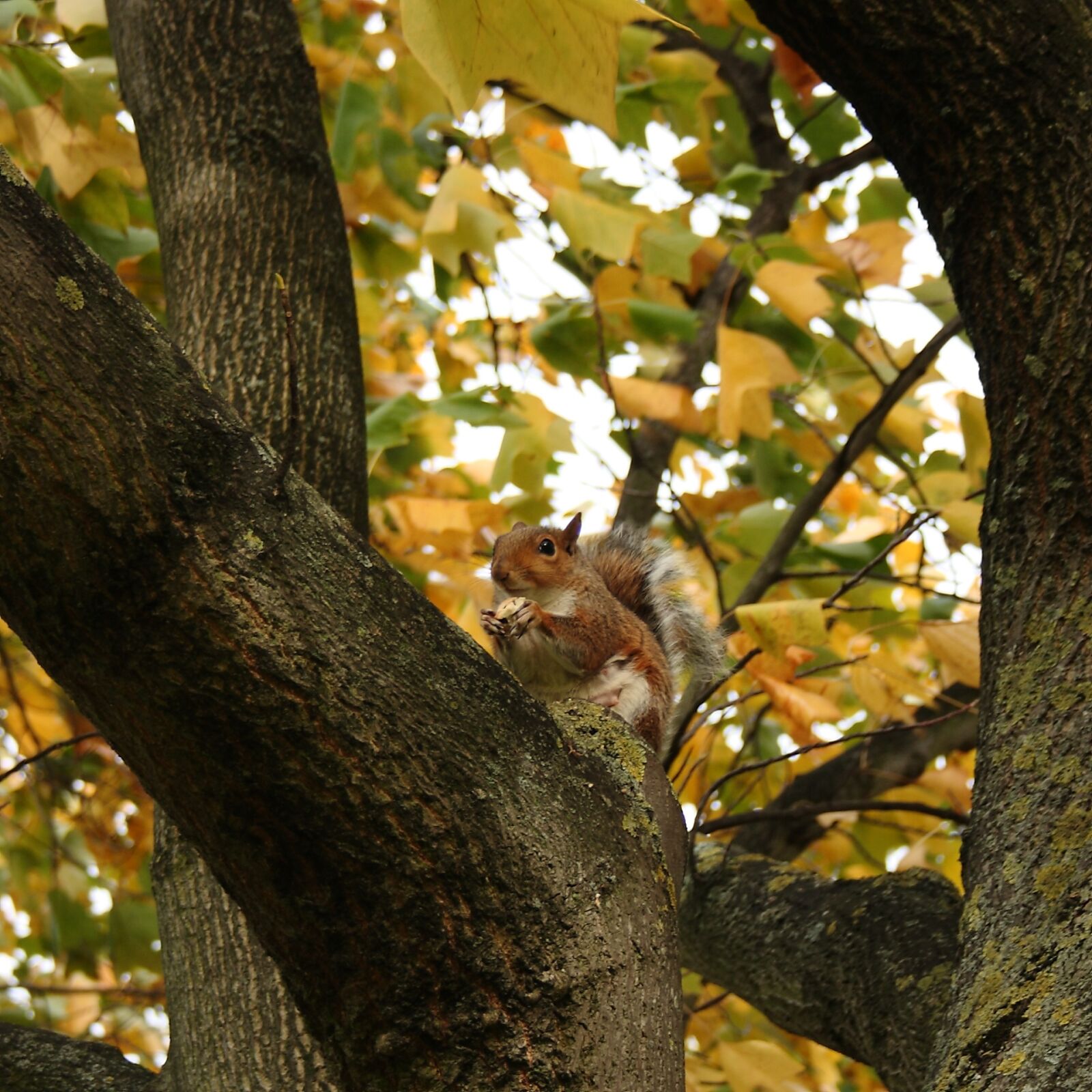 Canon EOS 400D (EOS Digital Rebel XTi / EOS Kiss Digital X) sample photo. Natural, expensive, squirrel photography