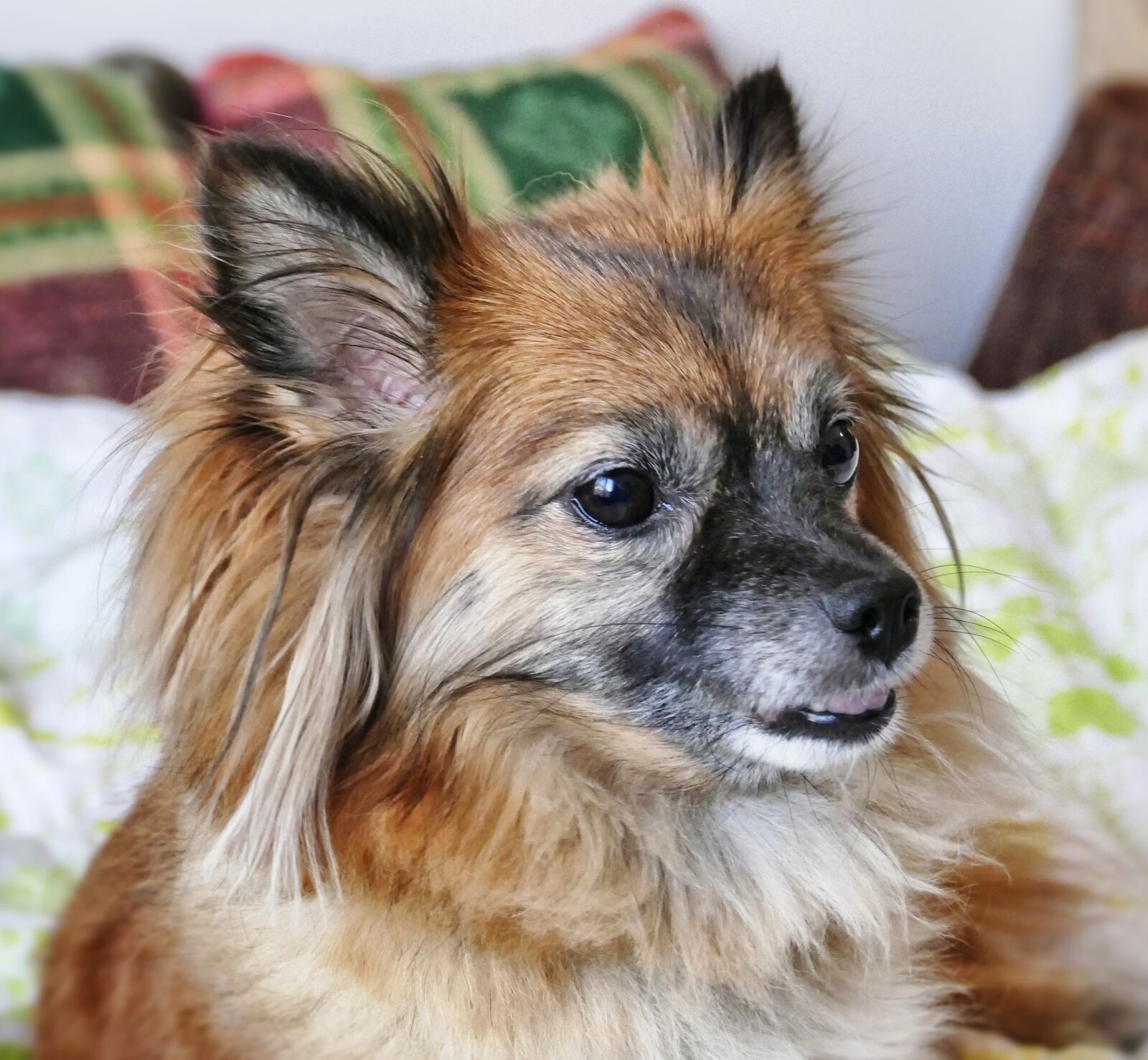 Panasonic Lumix DMC-FZ1000 sample photo. Dog, pet, animal photography