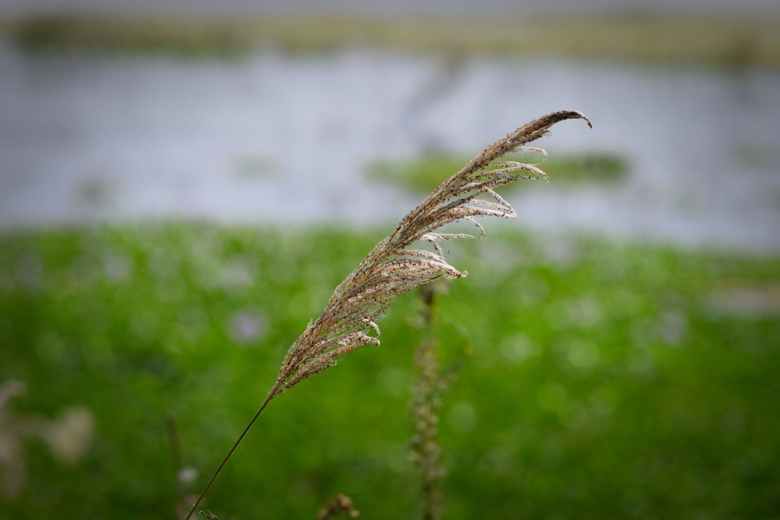 Nikon D3300 sample photo. Nature, grass, outdoors photography