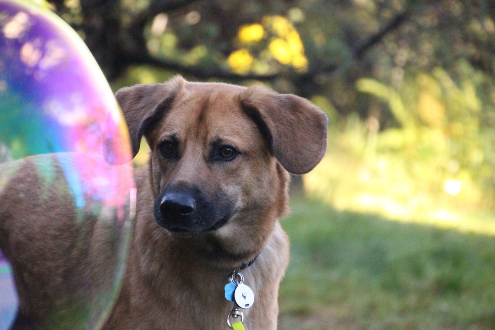 Canon EOS 700D (EOS Rebel T5i / EOS Kiss X7i) sample photo. Dog, soap bubble, curious photography