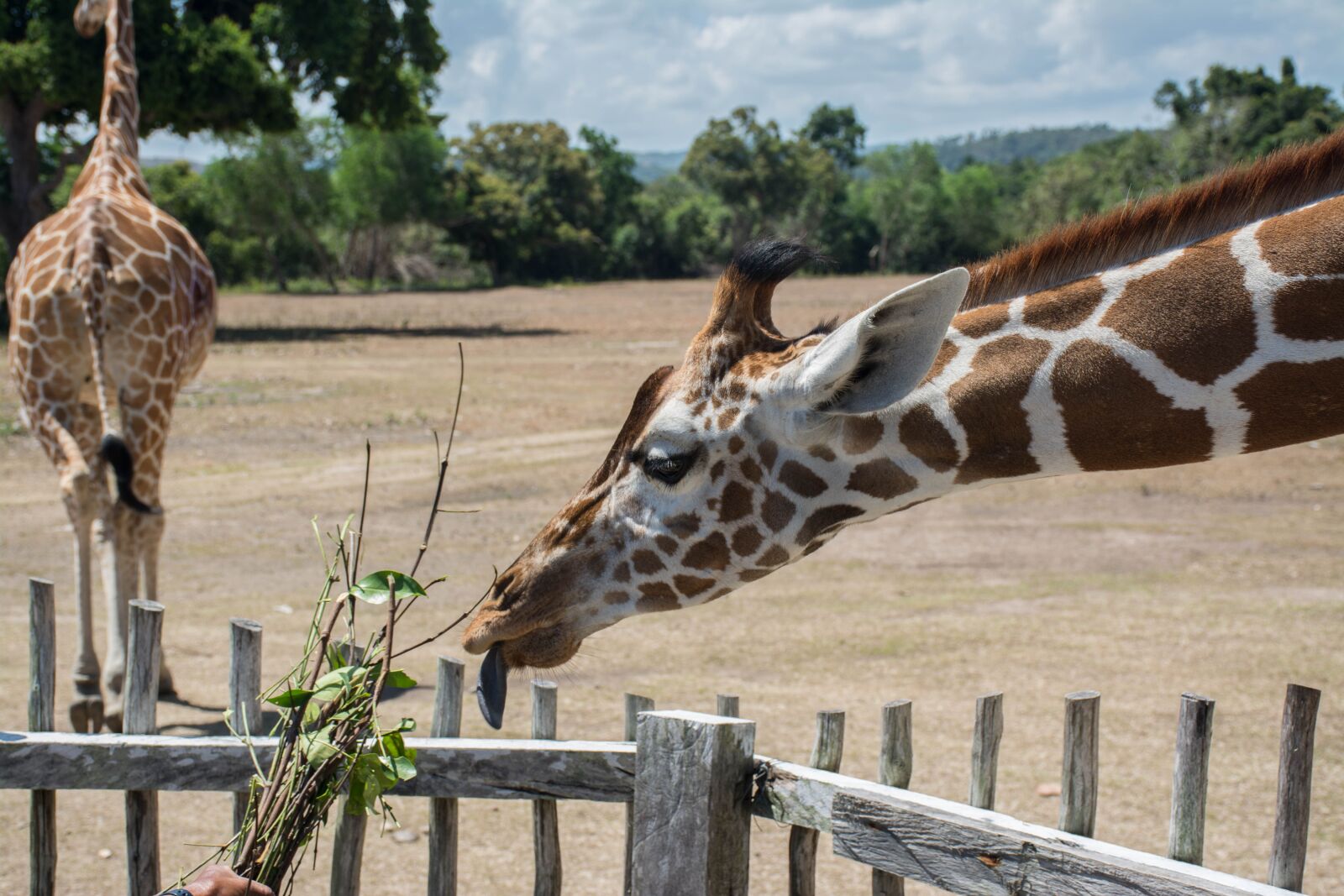 Nikon D7100 sample photo. Hungry giraffe, safari, feeding photography