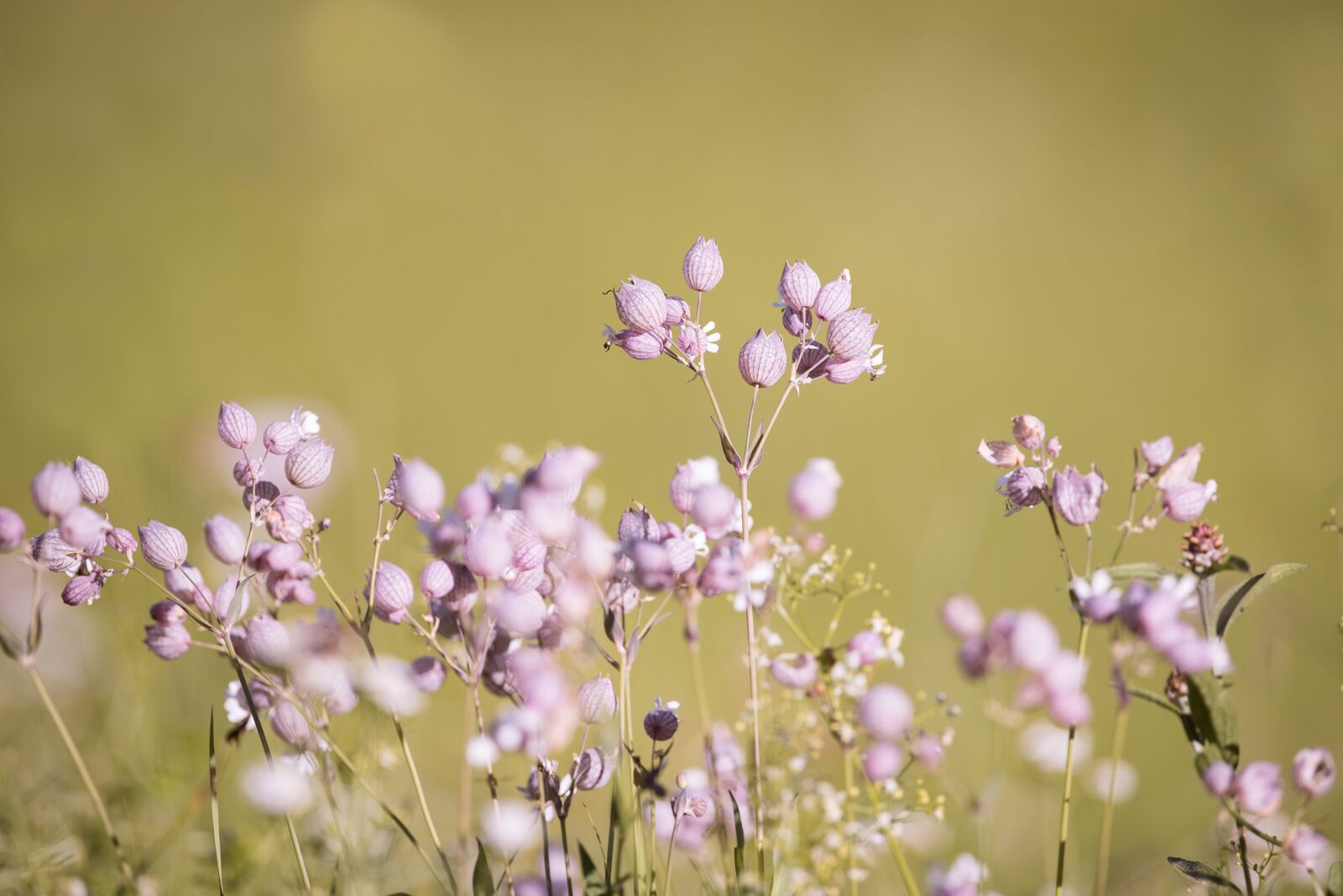 Nikon D750 sample photo. Forked catchfly, silene dichotoma photography