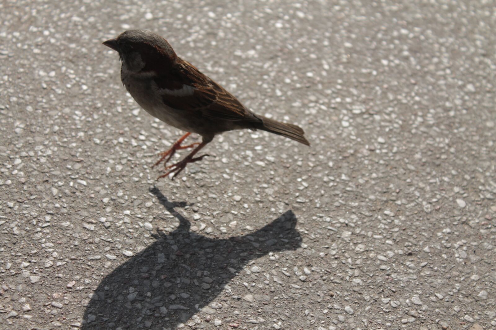 Canon EOS 1100D (EOS Rebel T3 / EOS Kiss X50) sample photo. Bird, jumping, nature photography