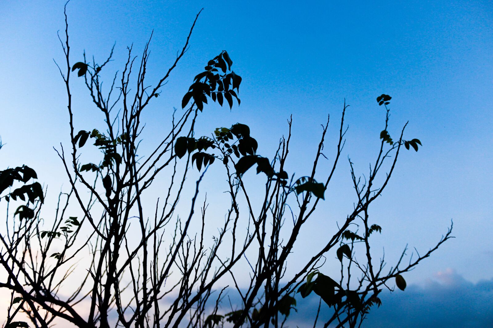 Canon EOS 600D (Rebel EOS T3i / EOS Kiss X5) sample photo. Spring, tree, plant photography