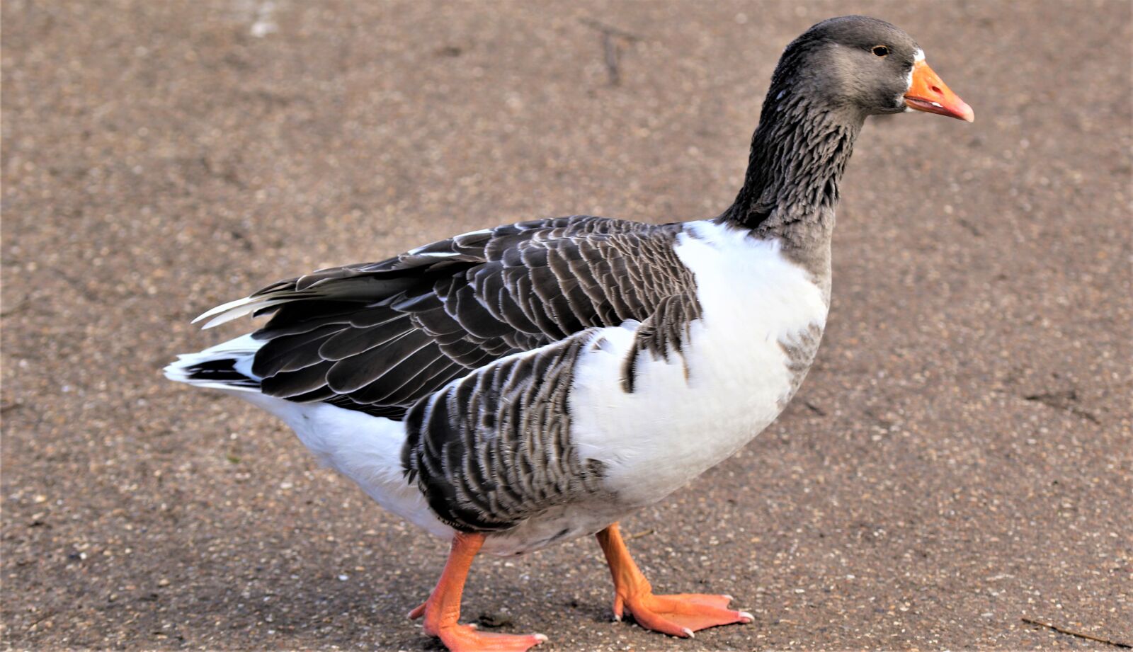 Canon EOS 7D Mark II sample photo. Bird, waterbird, wildlife photography