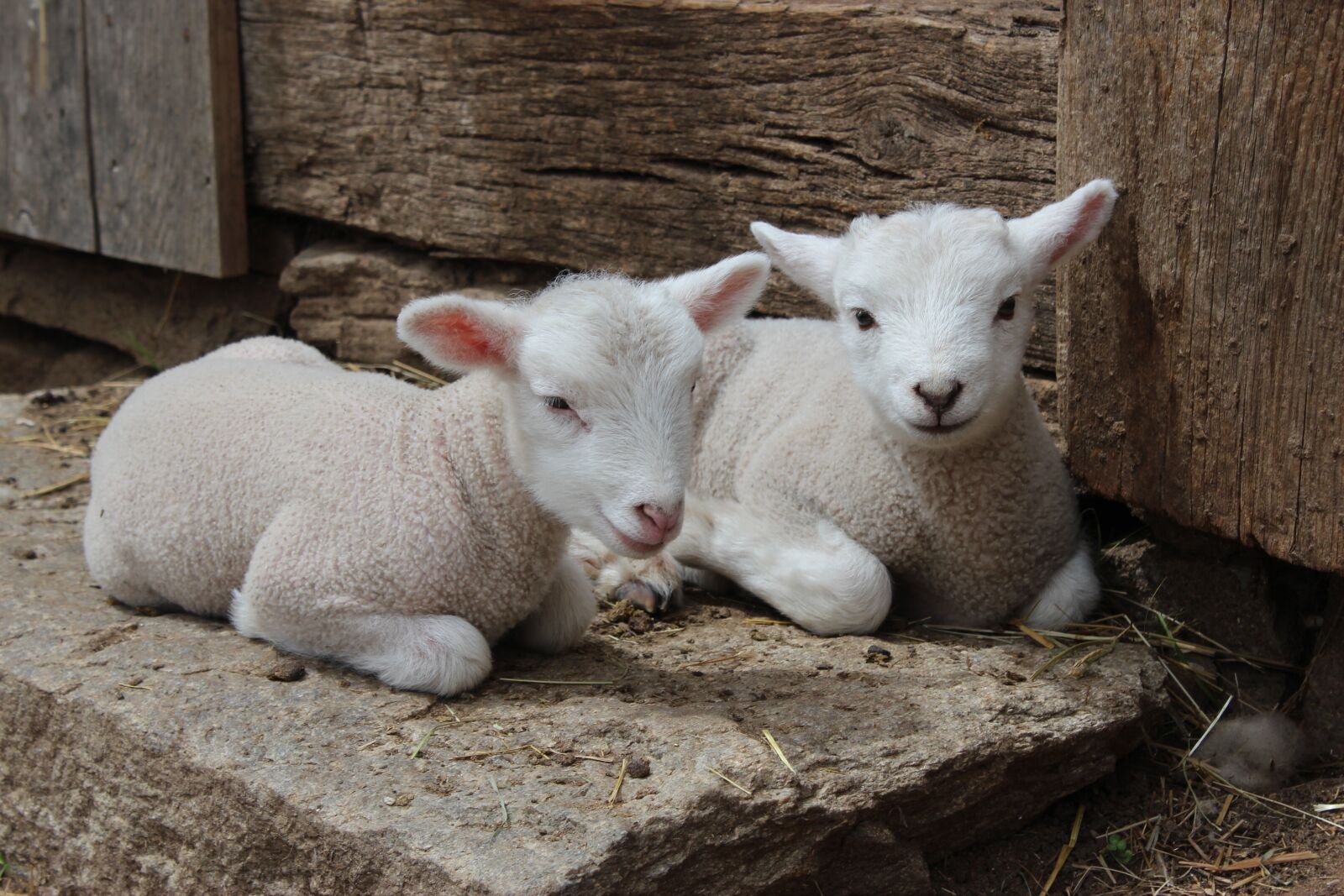 Canon EOS 600D (Rebel EOS T3i / EOS Kiss X5) sample photo. Lamb, sheep, farm photography