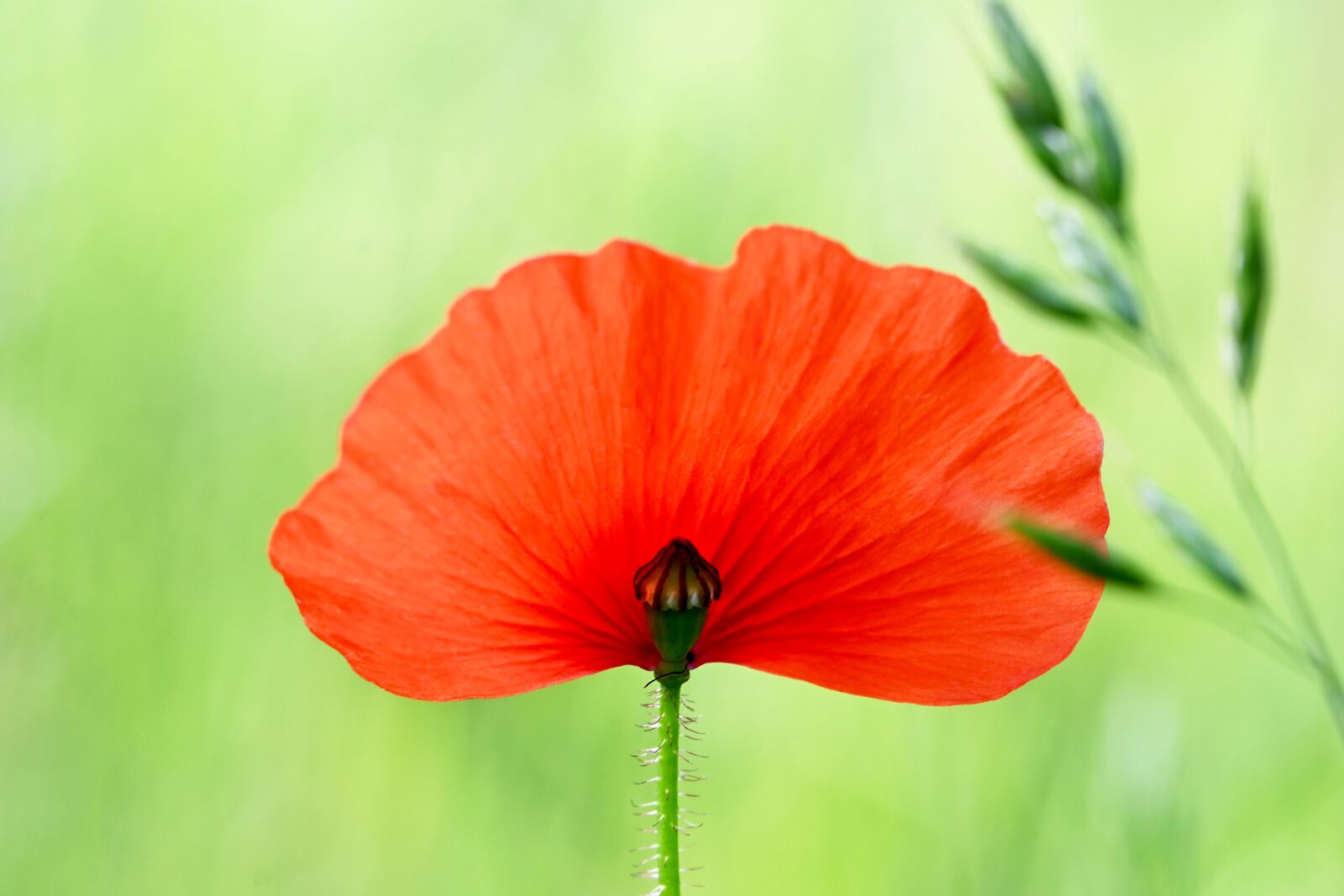 Nikon Z6 sample photo. Poppy, poppy flower, klatschmohn photography