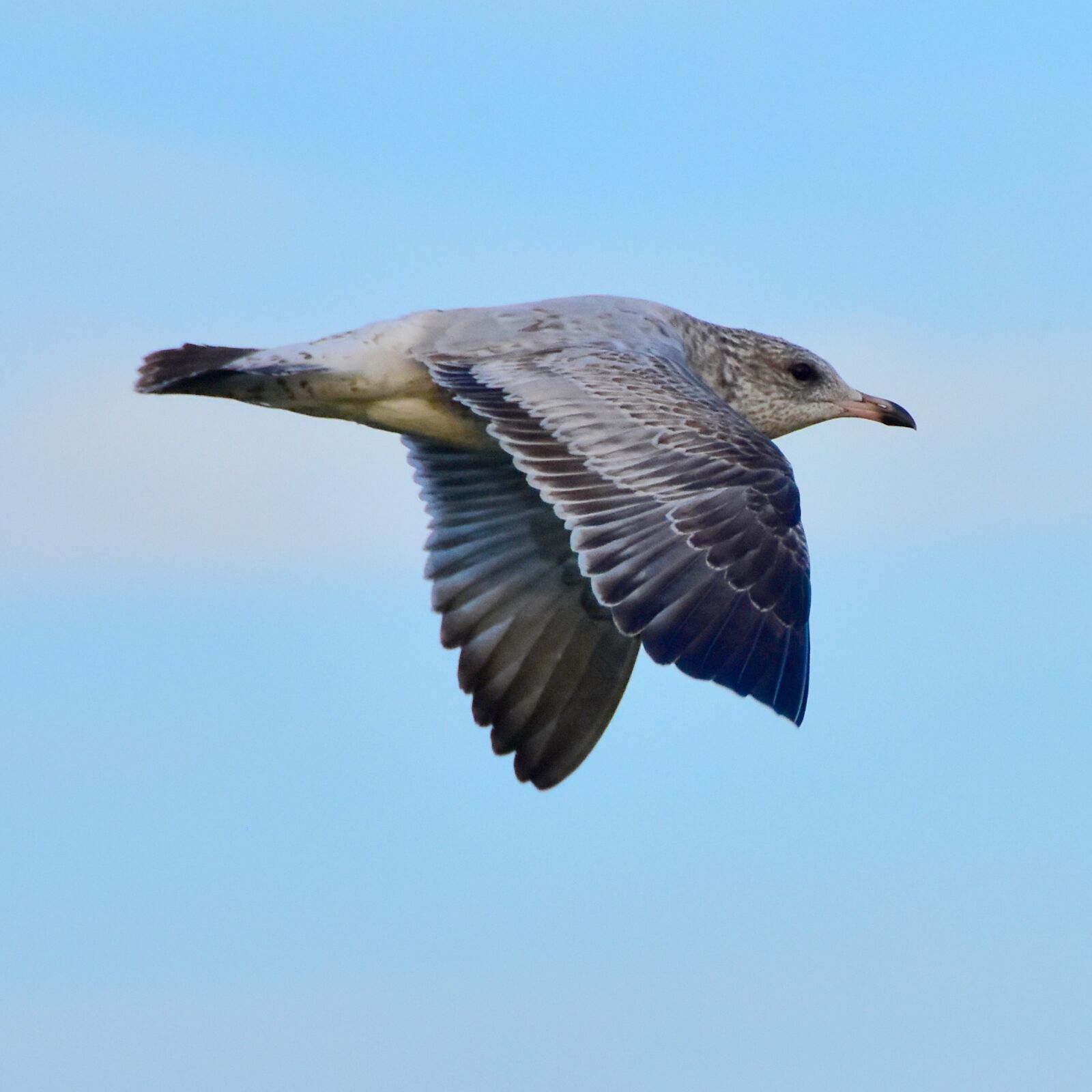Nikon D7200 sample photo. Seagull, water, air photography