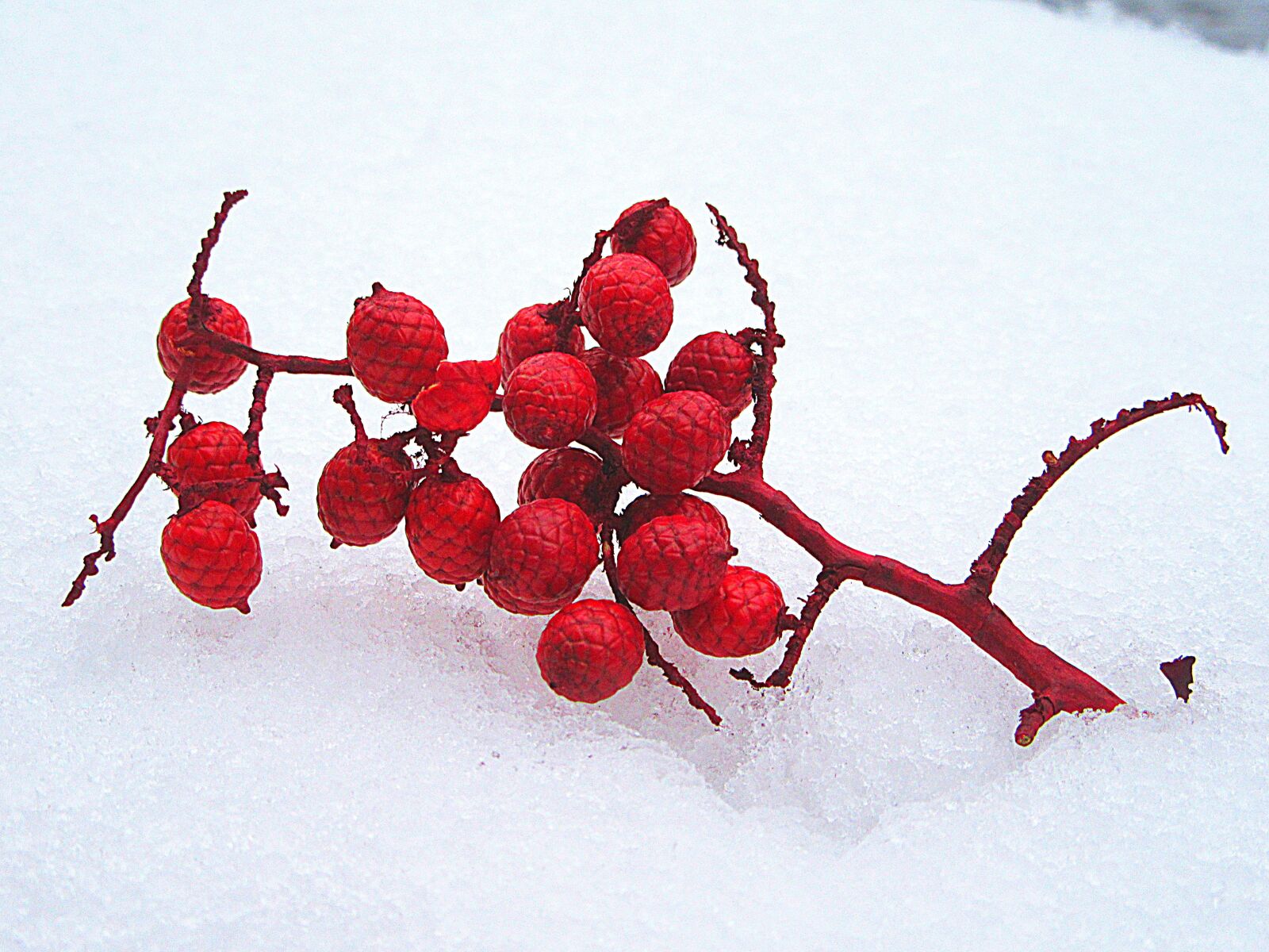 Canon PowerShot SX610 HS sample photo. Snow, white, winter photography