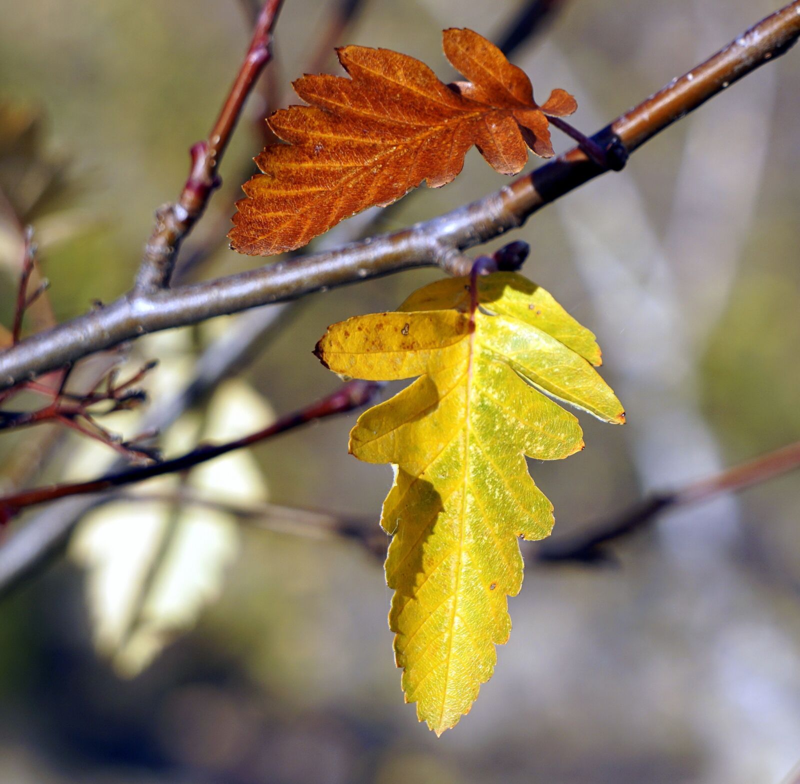 Sony E 55-210mm F4.5-6.3 OSS sample photo. Leaf, autumn, outdoors photography