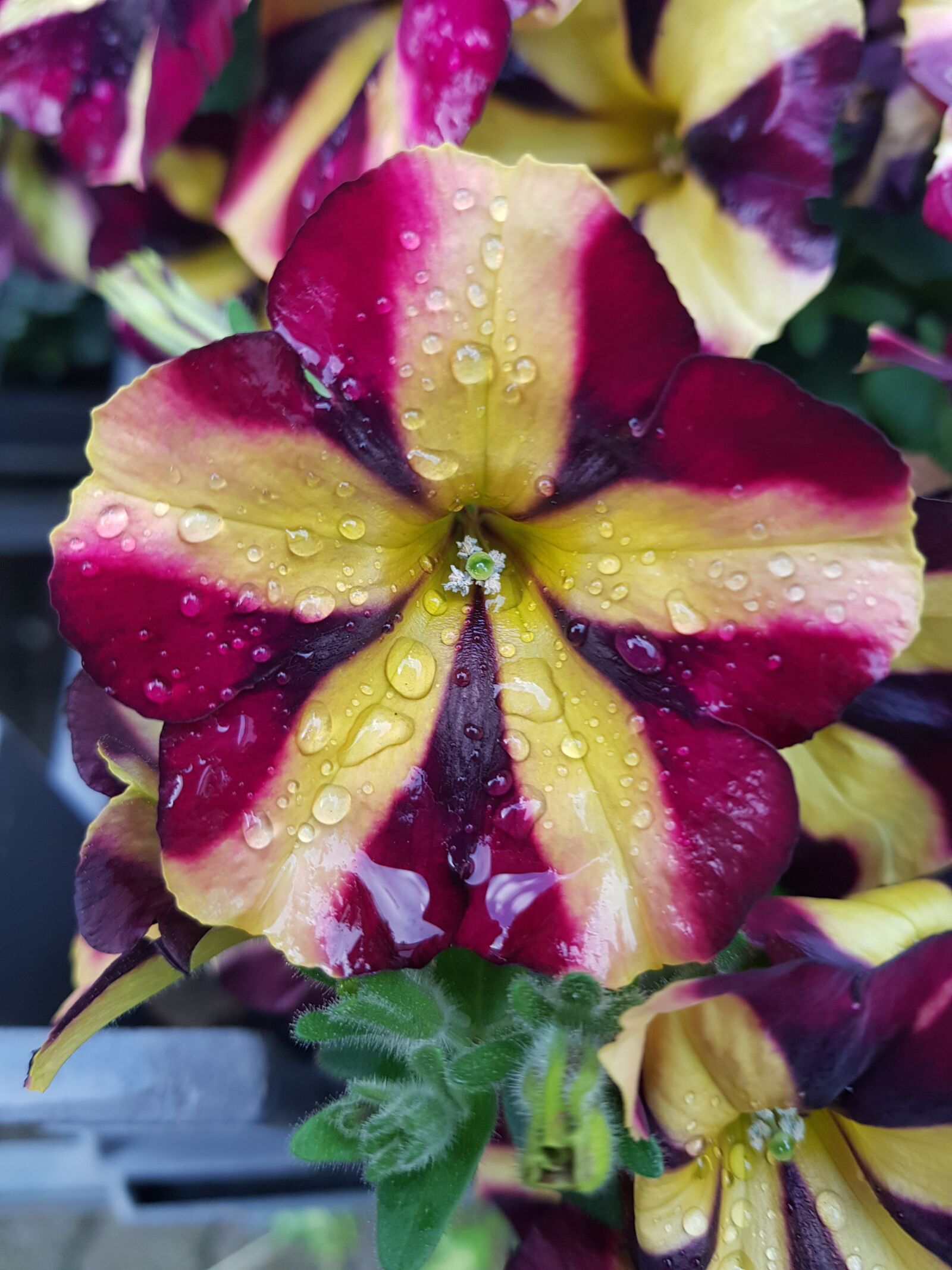 Samsung Galaxy S8 sample photo. Petunia, flower, close up photography
