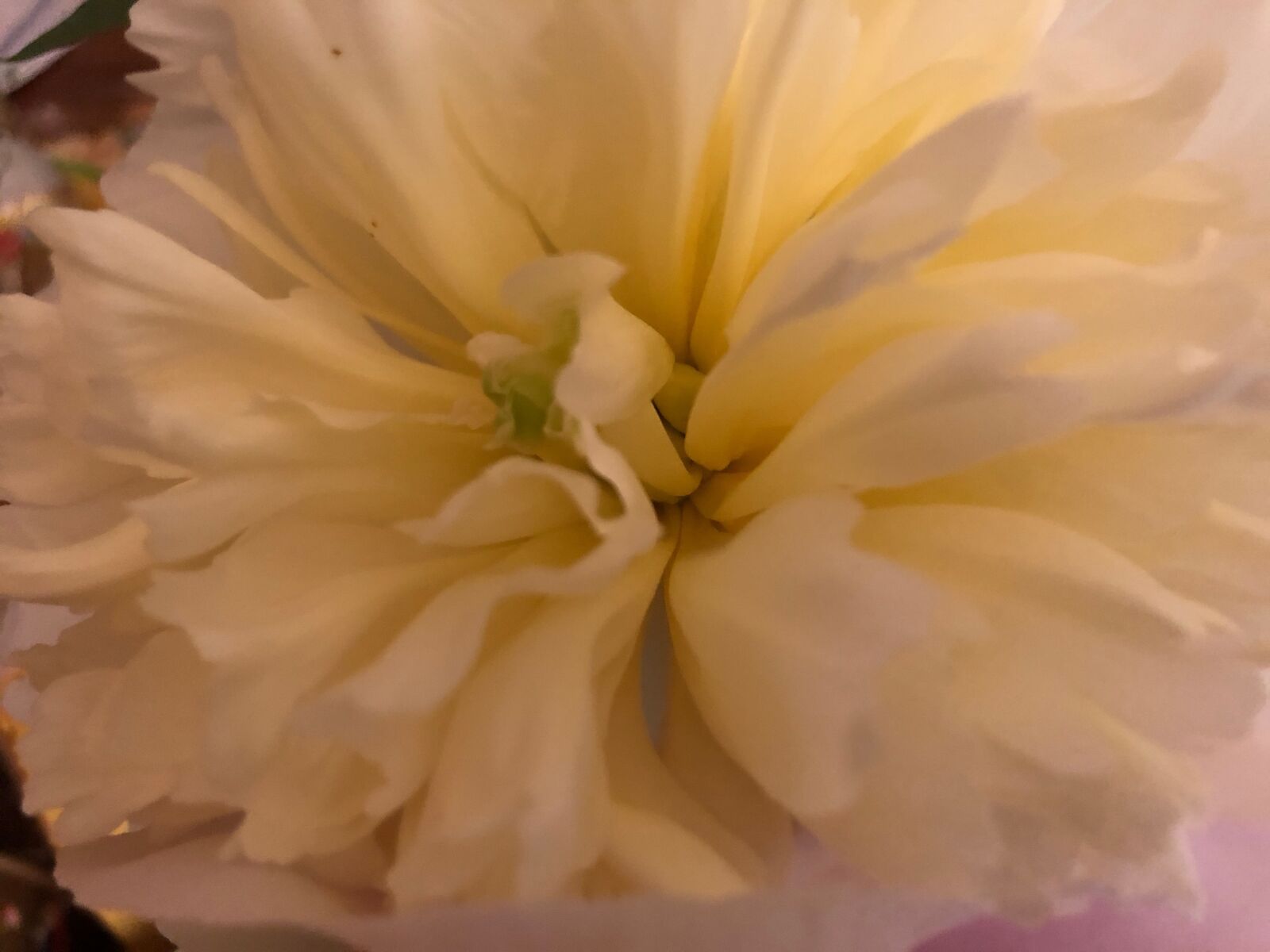 Apple iPhone 8 sample photo. Pentecost, peony, rose photography