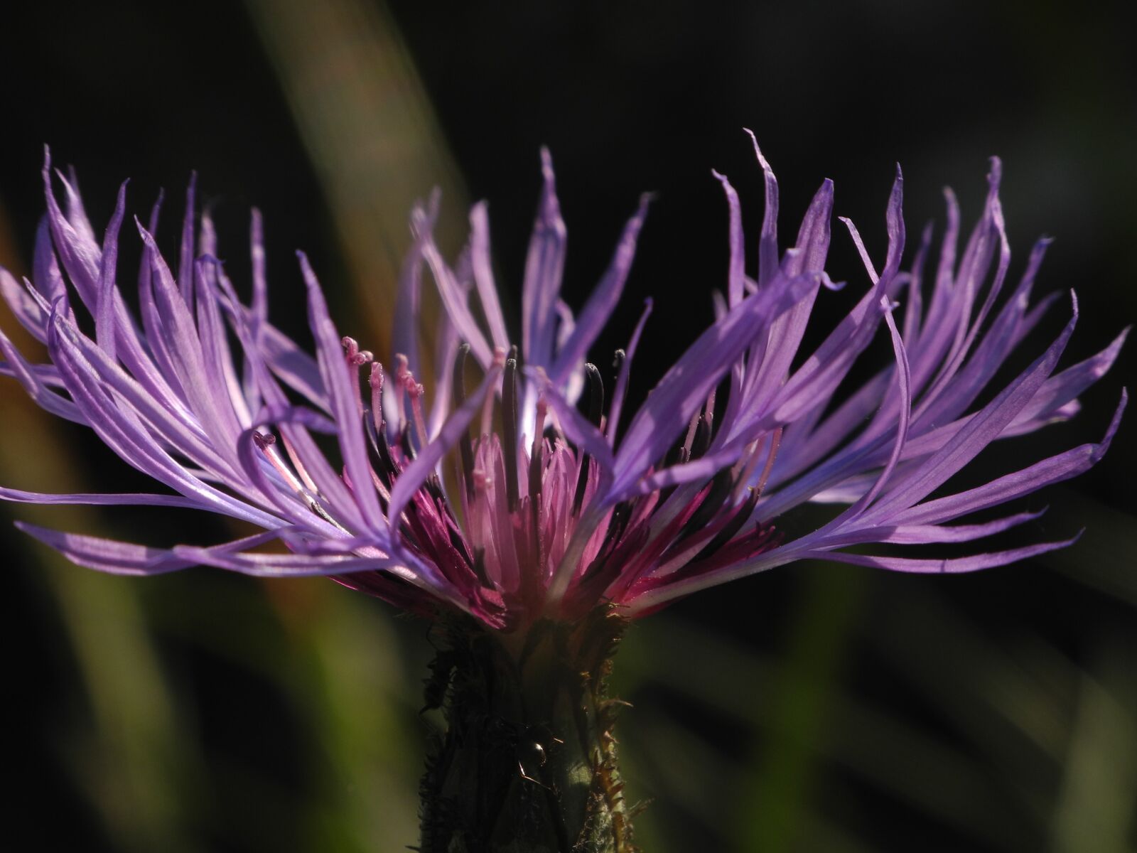 Nikon Coolpix P7000 sample photo. Purple flower, close up photography