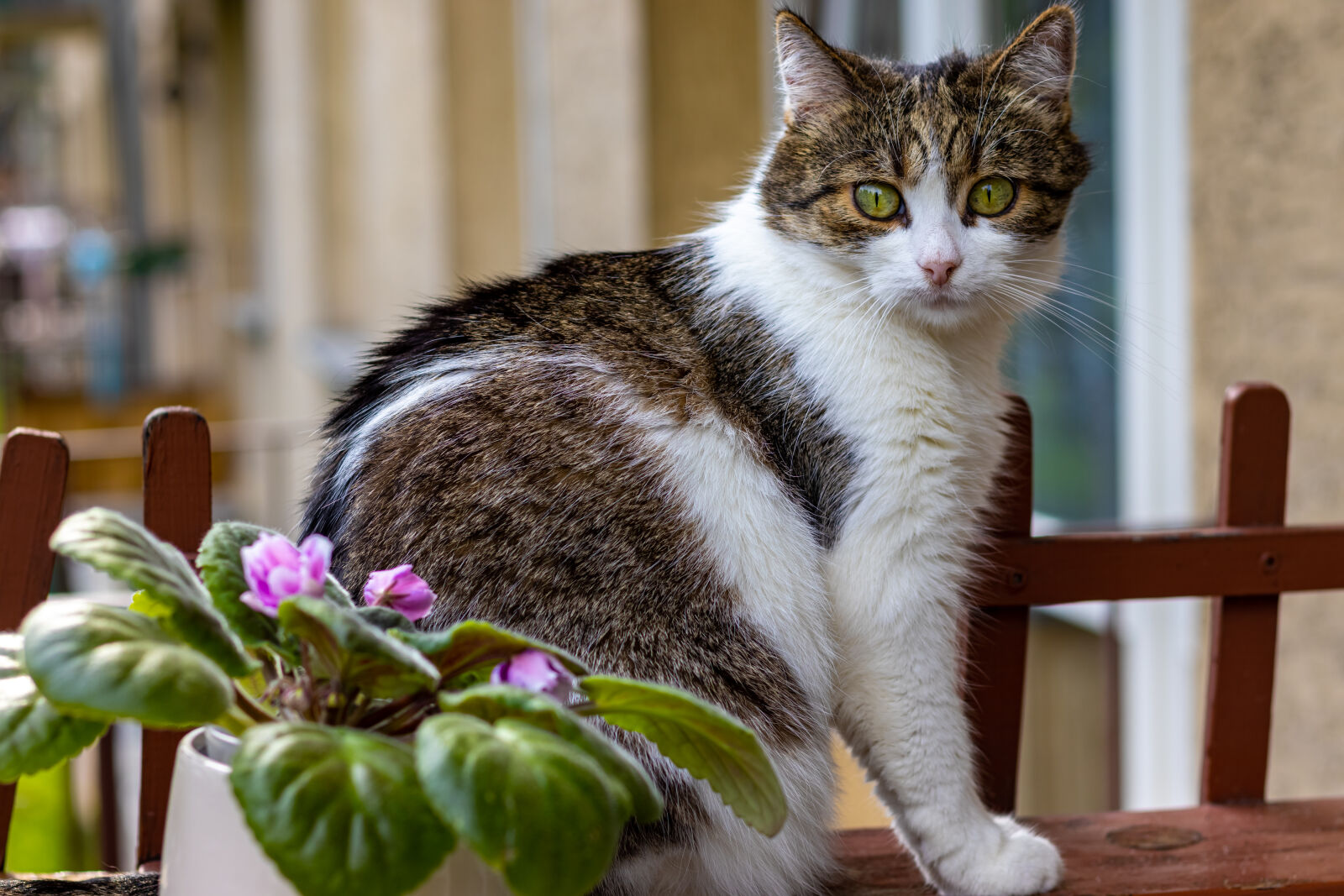 Canon EF 50mm F1.8 STM sample photo. Cat photography