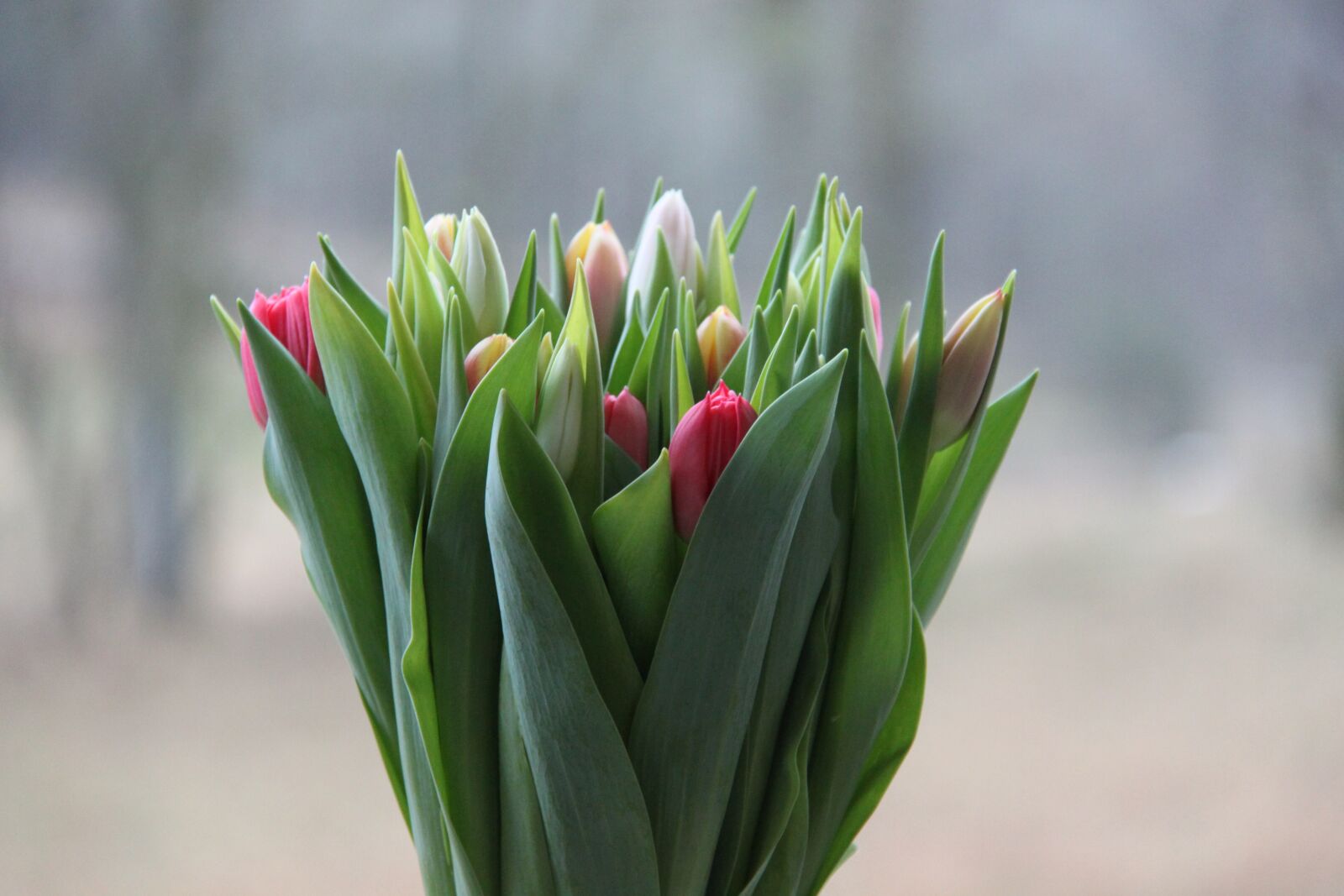 Canon EOS 500D (EOS Rebel T1i / EOS Kiss X3) sample photo. Spring, bouquet, vase photography