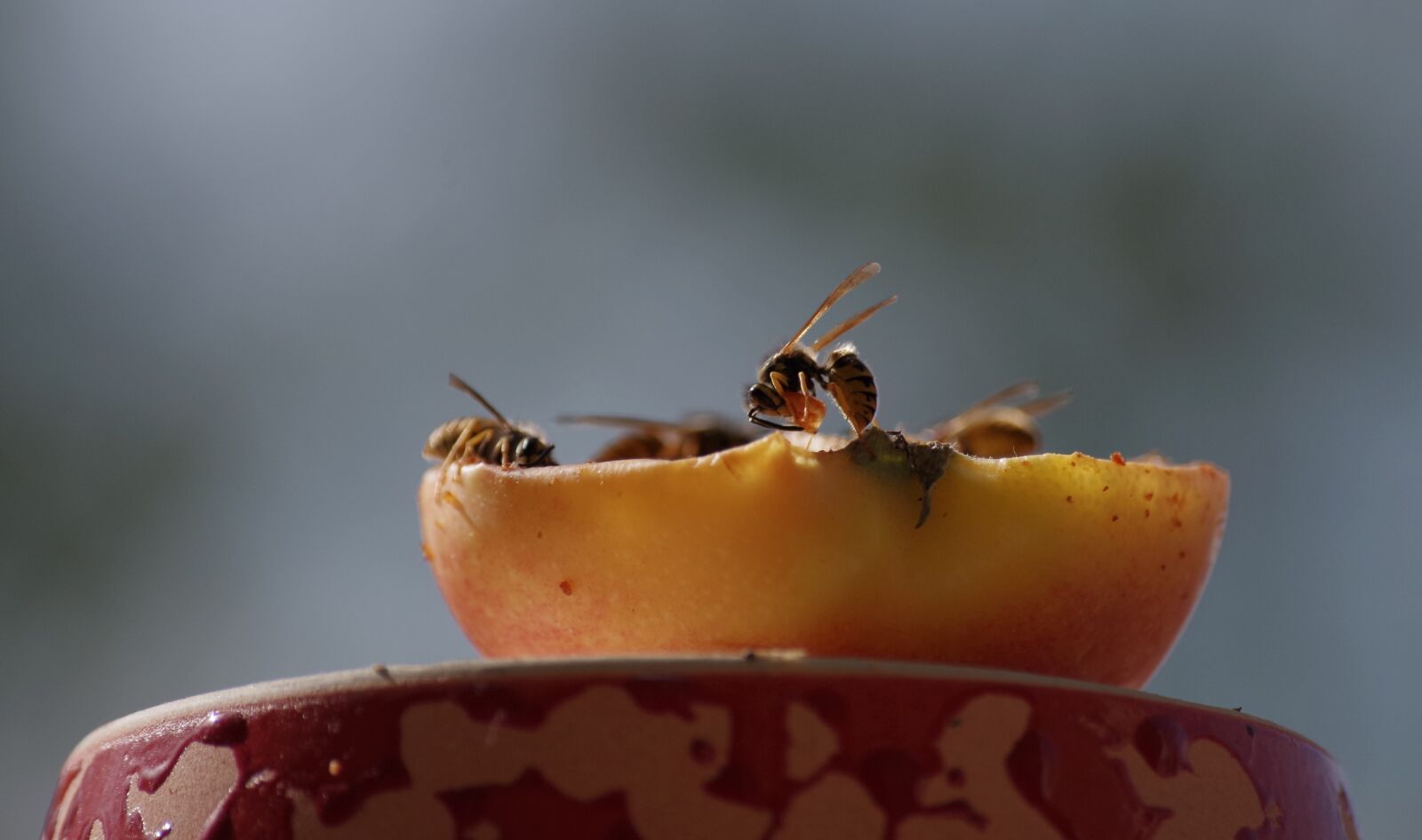 Pentax K-30 sample photo. Wasps, autumn, fruit photography