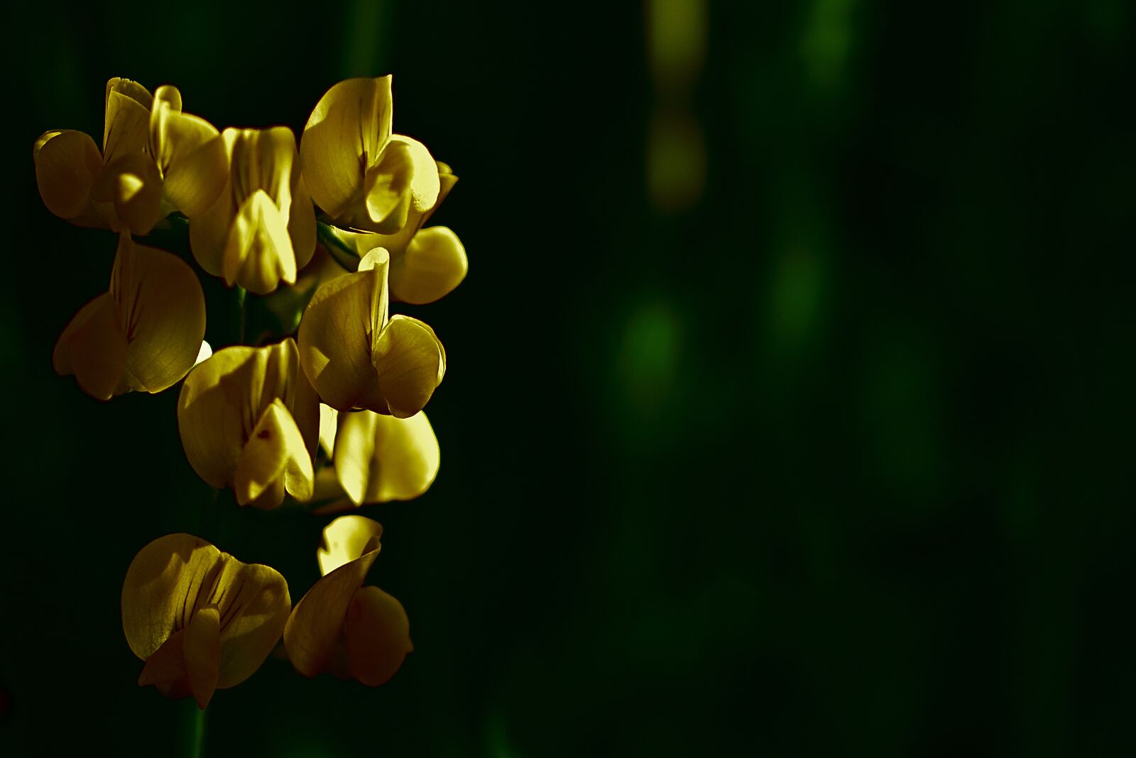 Nikon D5200 sample photo. Flowers, fenugreek, yellow photography