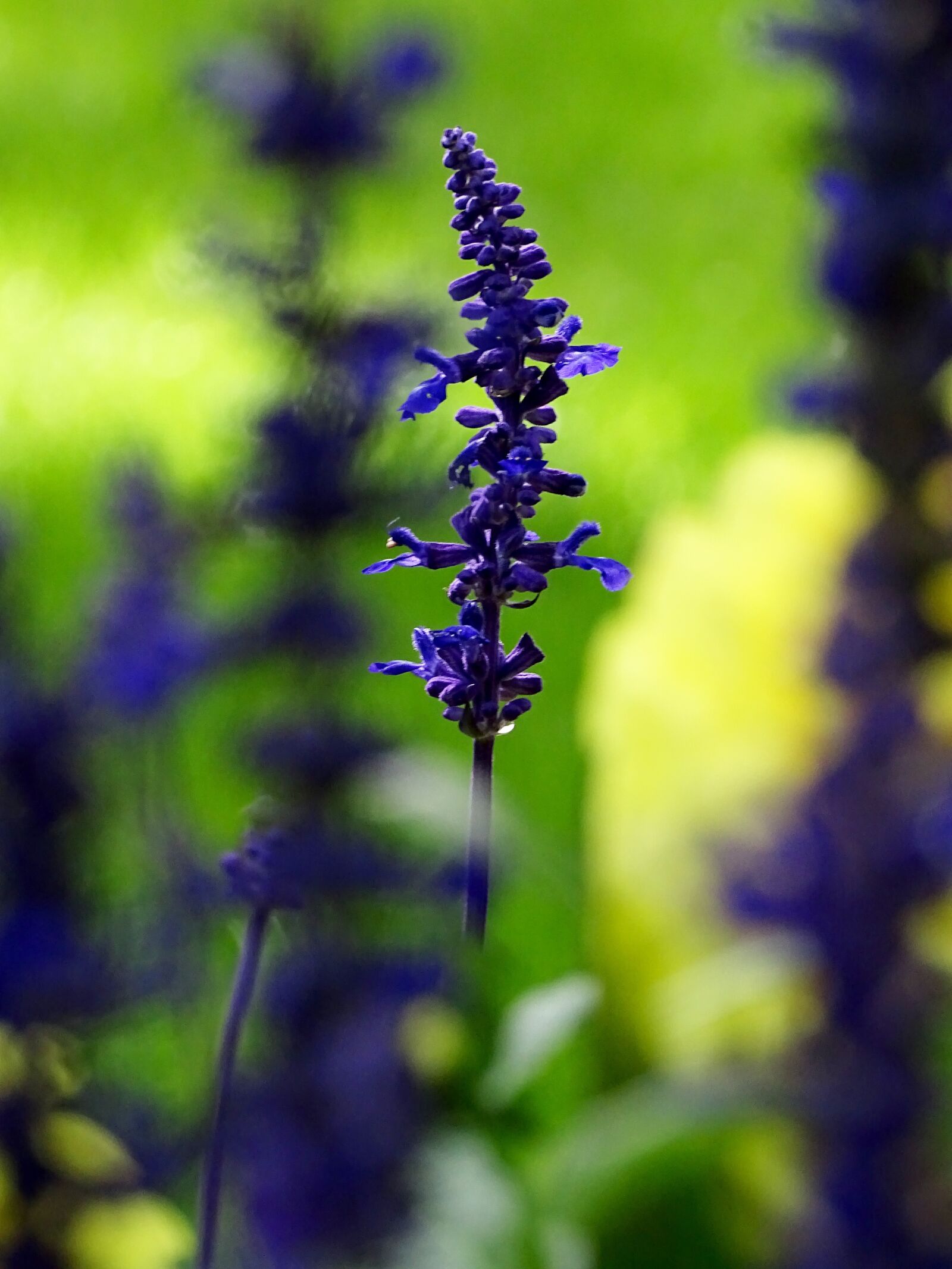 Sony Cyber-shot DSC-HX400V sample photo. Lupins, flower, nature photography