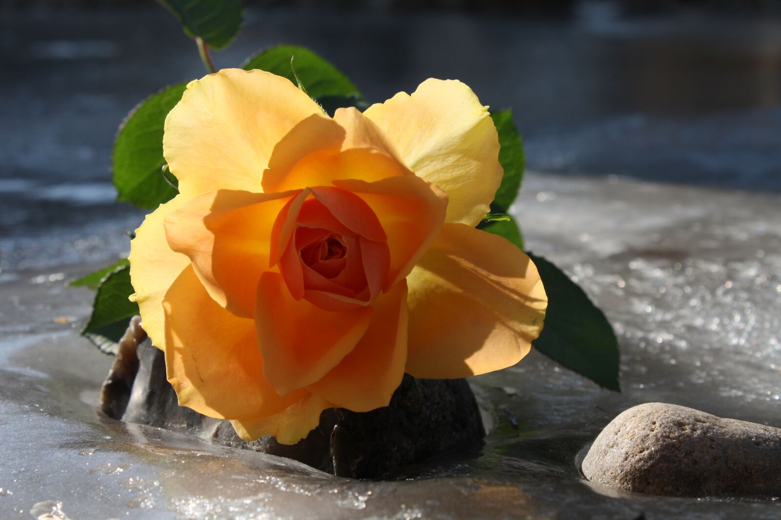 Canon EOS 1000D (EOS Digital Rebel XS / EOS Kiss F) sample photo. Flower, plant, rose photography