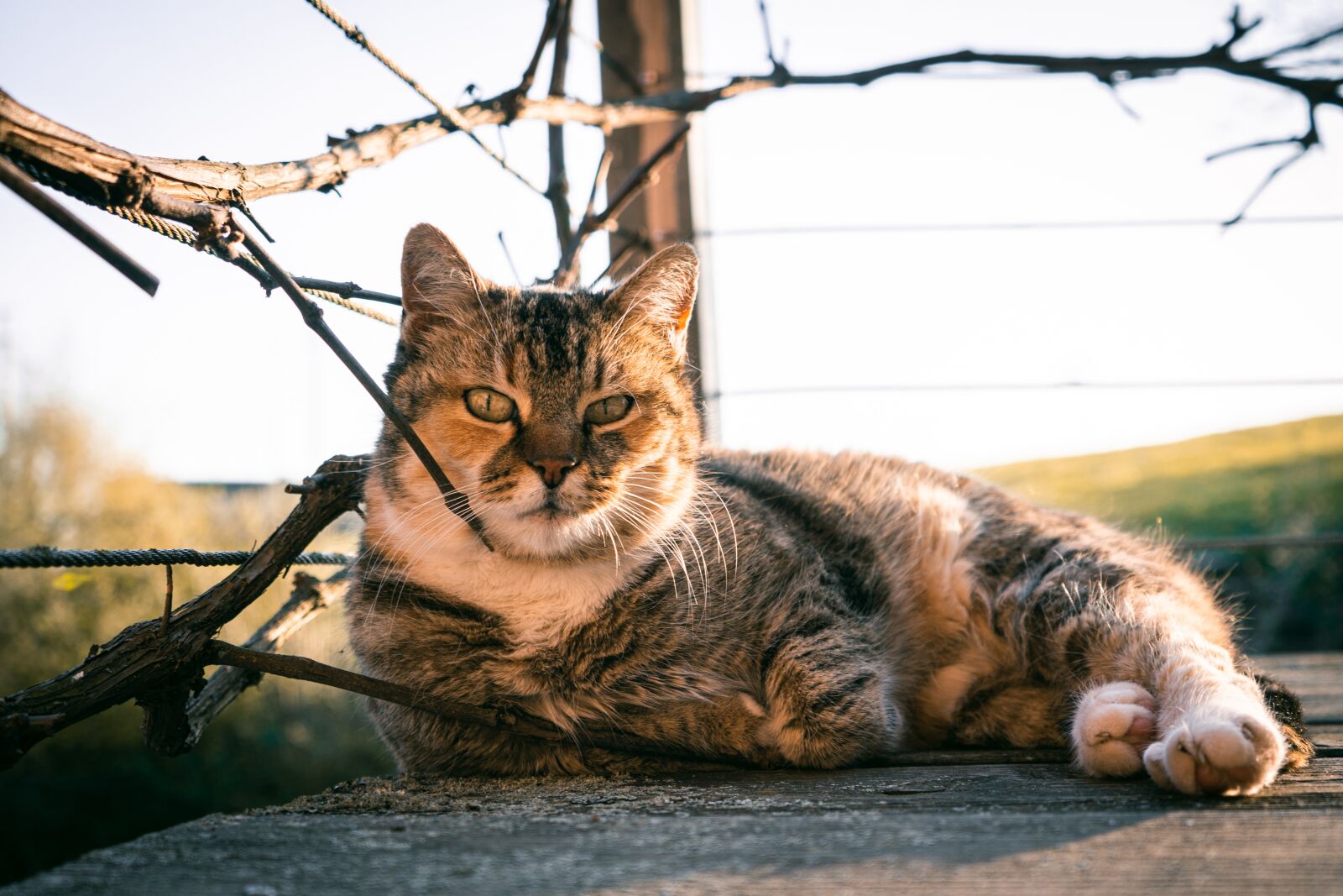 Sony a6500 + Sony FE 28-70mm F3.5-5.6 OSS sample photo. Spring, cat, nature photography