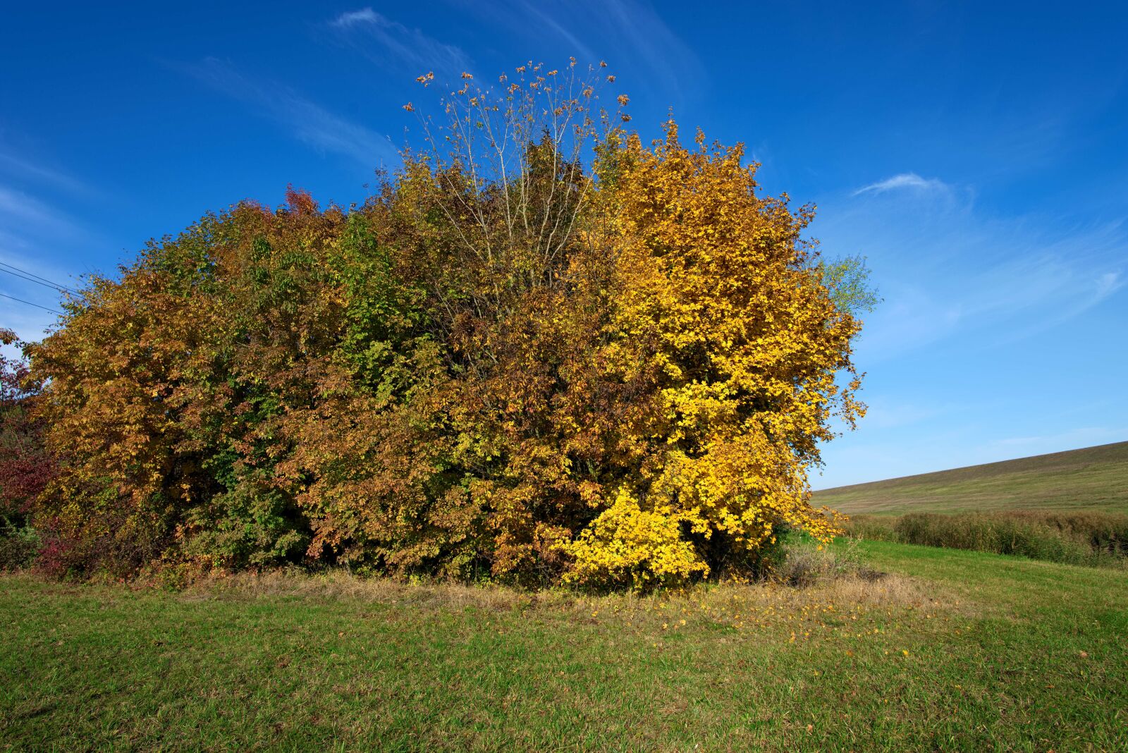 Nikon D610 sample photo. Autumn, at the dike photography