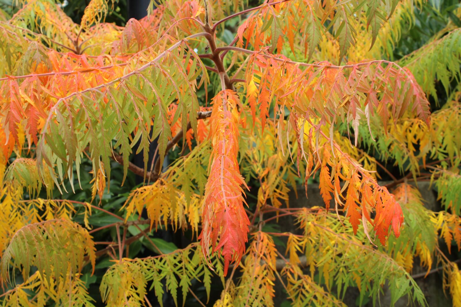 Canon EOS 1200D (EOS Rebel T5 / EOS Kiss X70 / EOS Hi) sample photo. Autumn, leaves, autumn colours photography