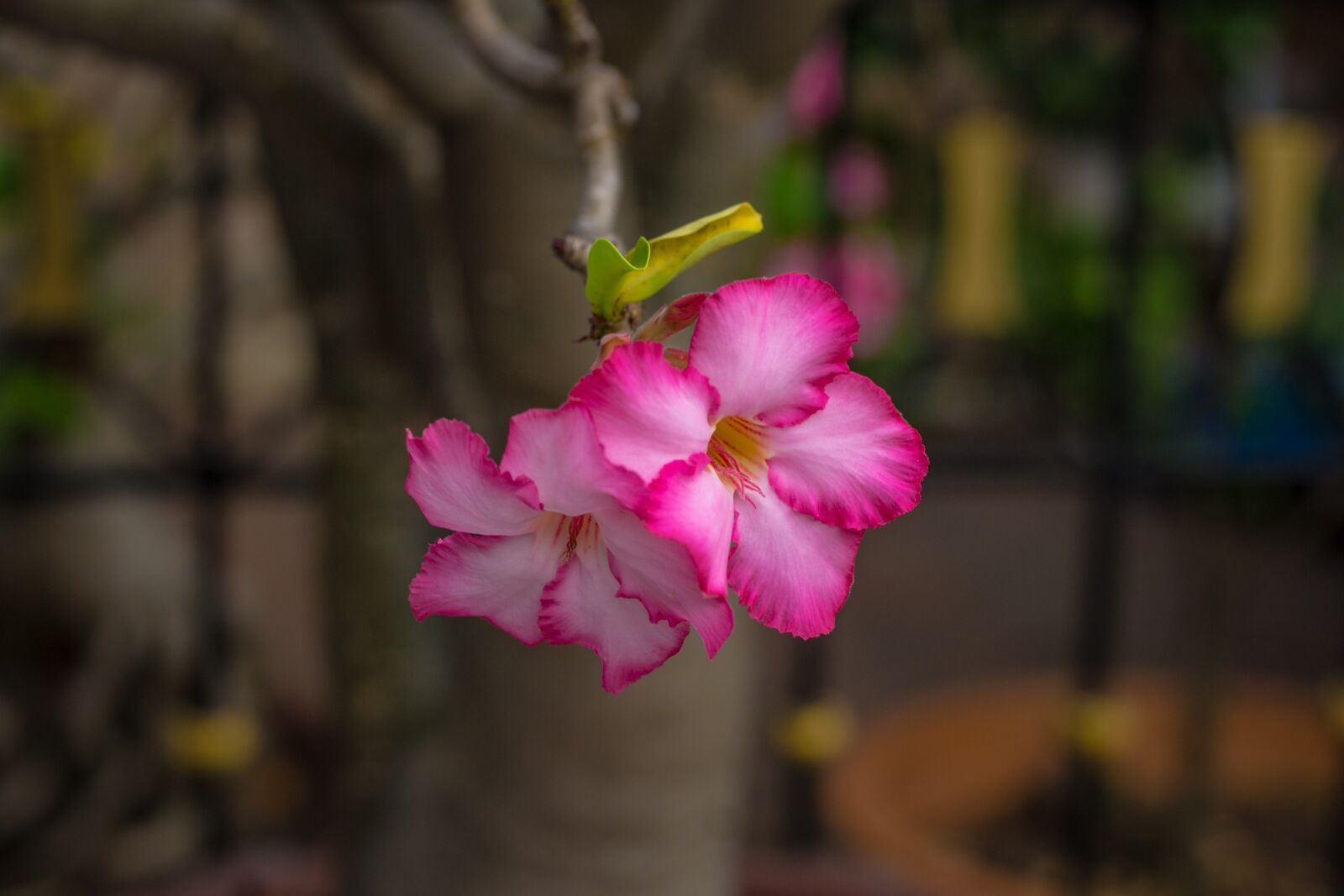 Canon EOS 700D (EOS Rebel T5i / EOS Kiss X7i) + Canon EF 50mm F1.8 STM sample photo. Invited to visit, flower photography