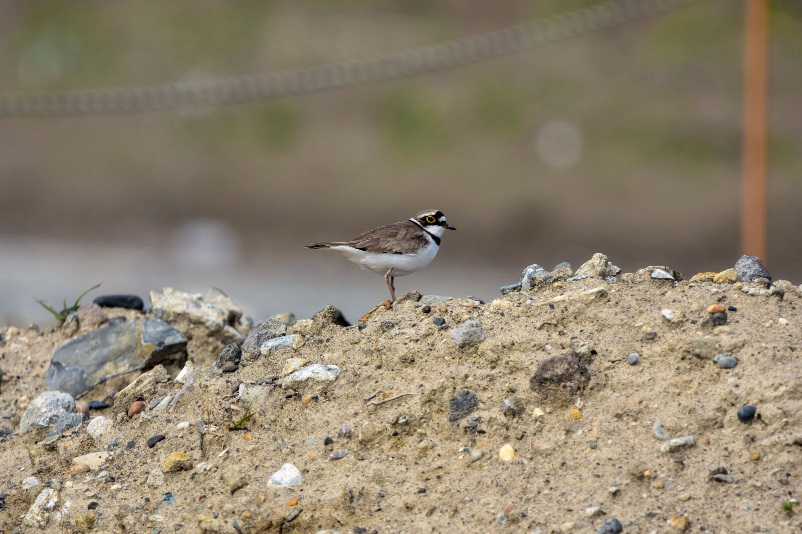 Nikon D7200 sample photo. Animal, stone, bird photography