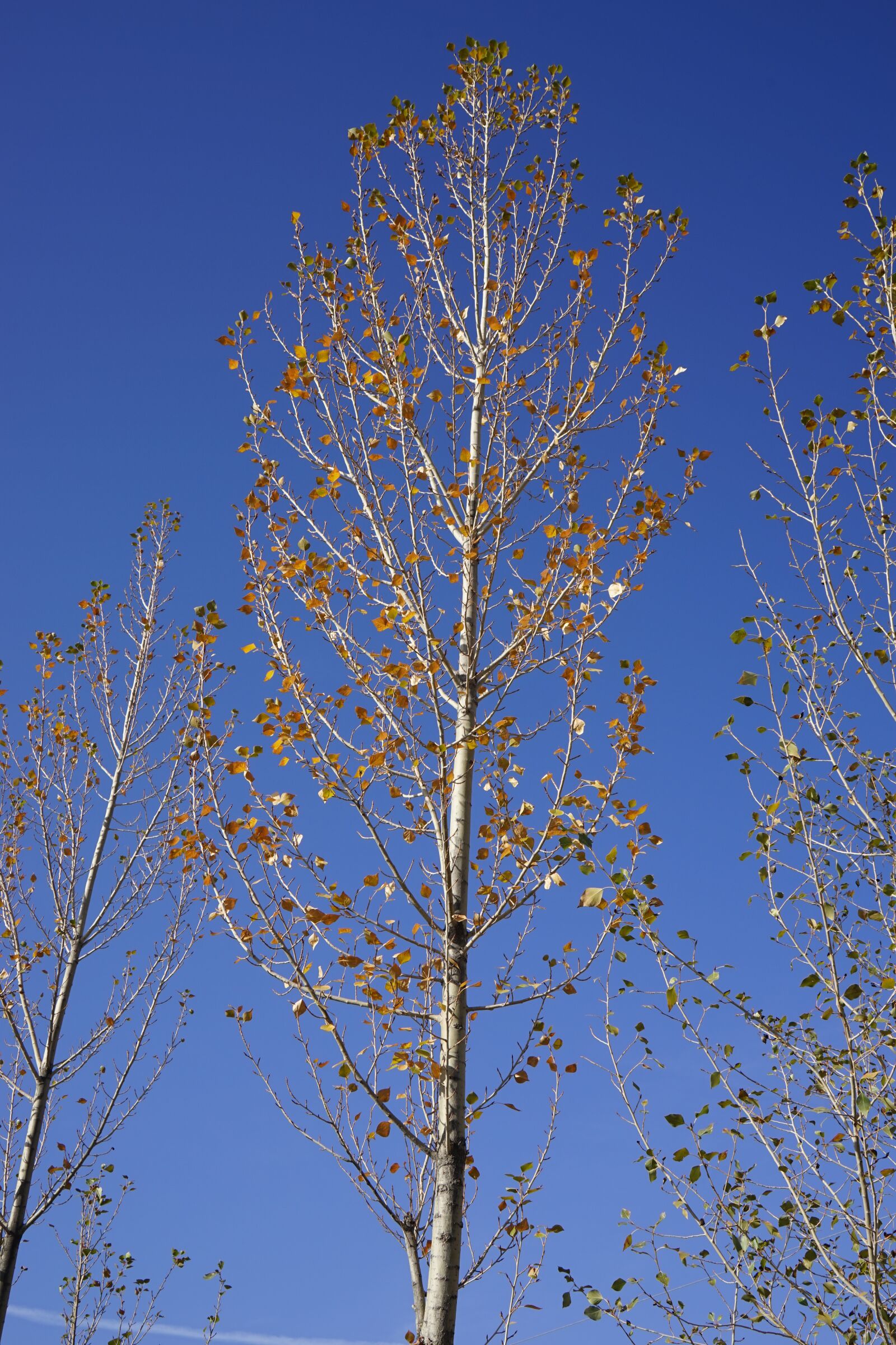 Sony Vario Tessar T* FE 24-70mm F4 ZA OSS sample photo. Zhangye, white birch, autumn photography
