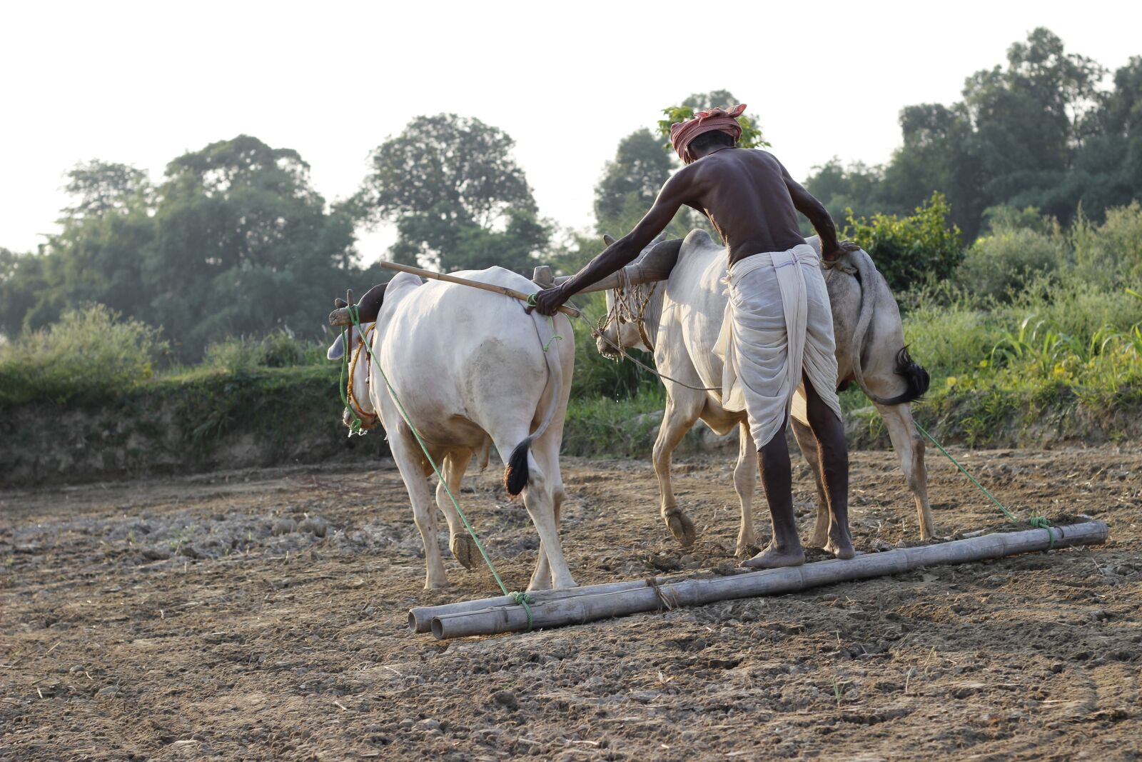 Canon EOS 600D (Rebel EOS T3i / EOS Kiss X5) + Canon EF 50mm F1.8 STM sample photo. Plough, animal, india photography