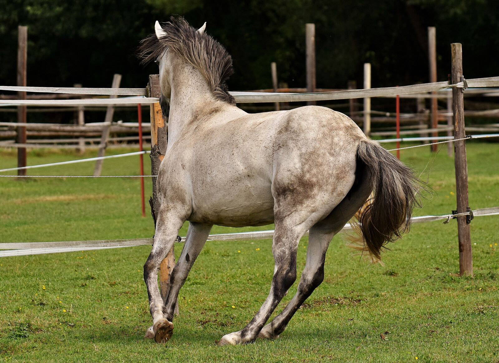 Nikon D7200 sample photo. Mold, horse, love for photography