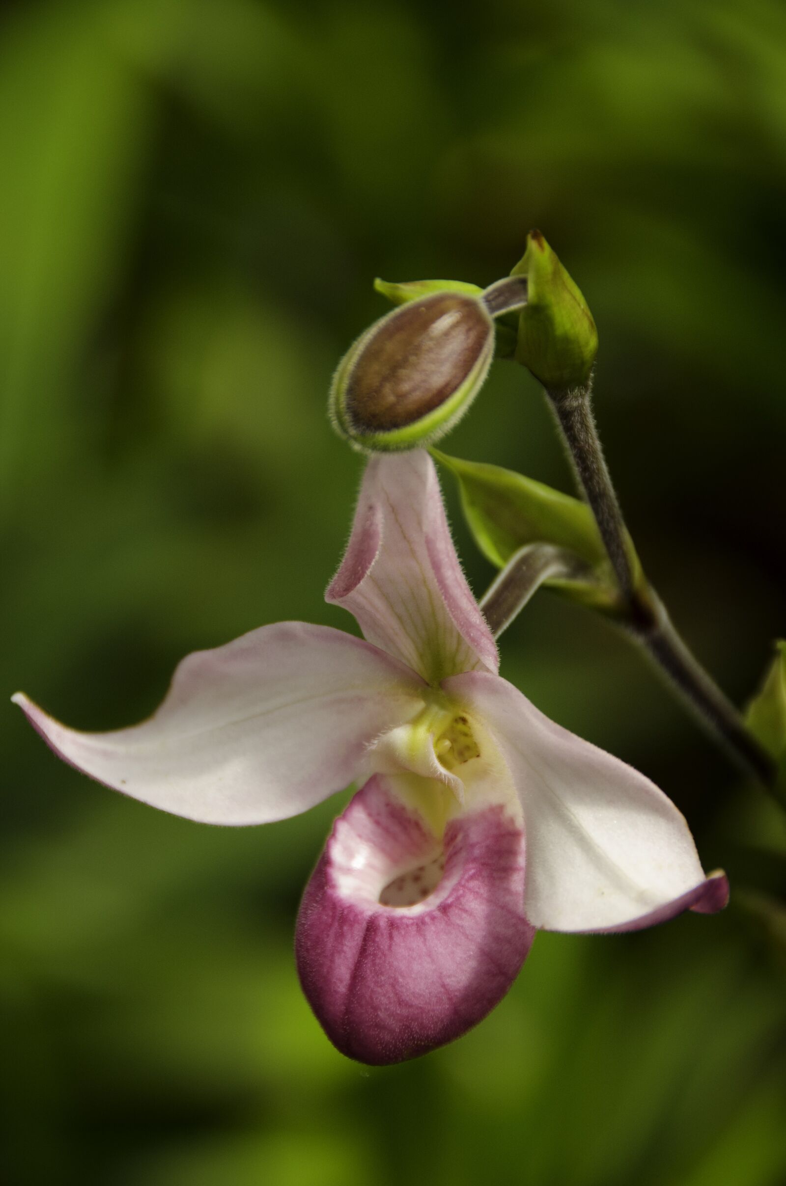 Nikon D7000 sample photo. Orchid, shoe, protected photography